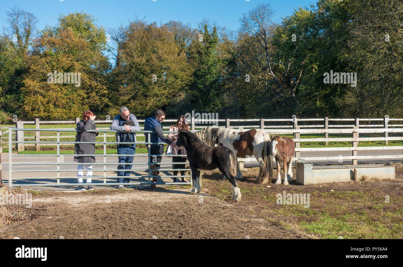 Family interacting with horses and foals Stock Photo