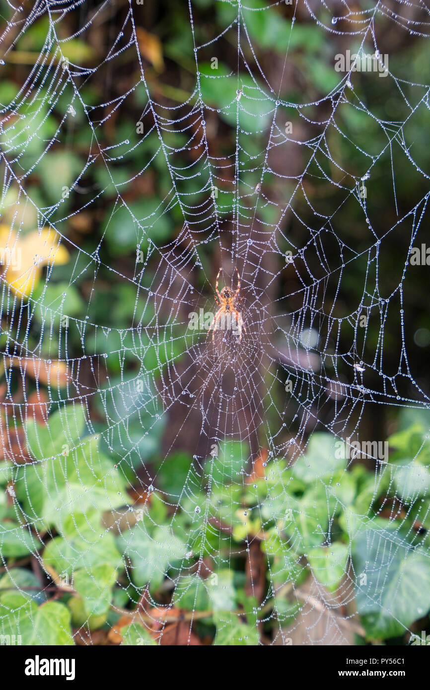 Orb spider on web Stock Photo