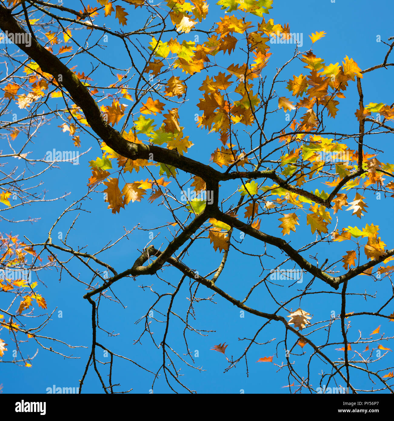 colorful orange yellow autumn oak leaves and blue sky background Stock ...