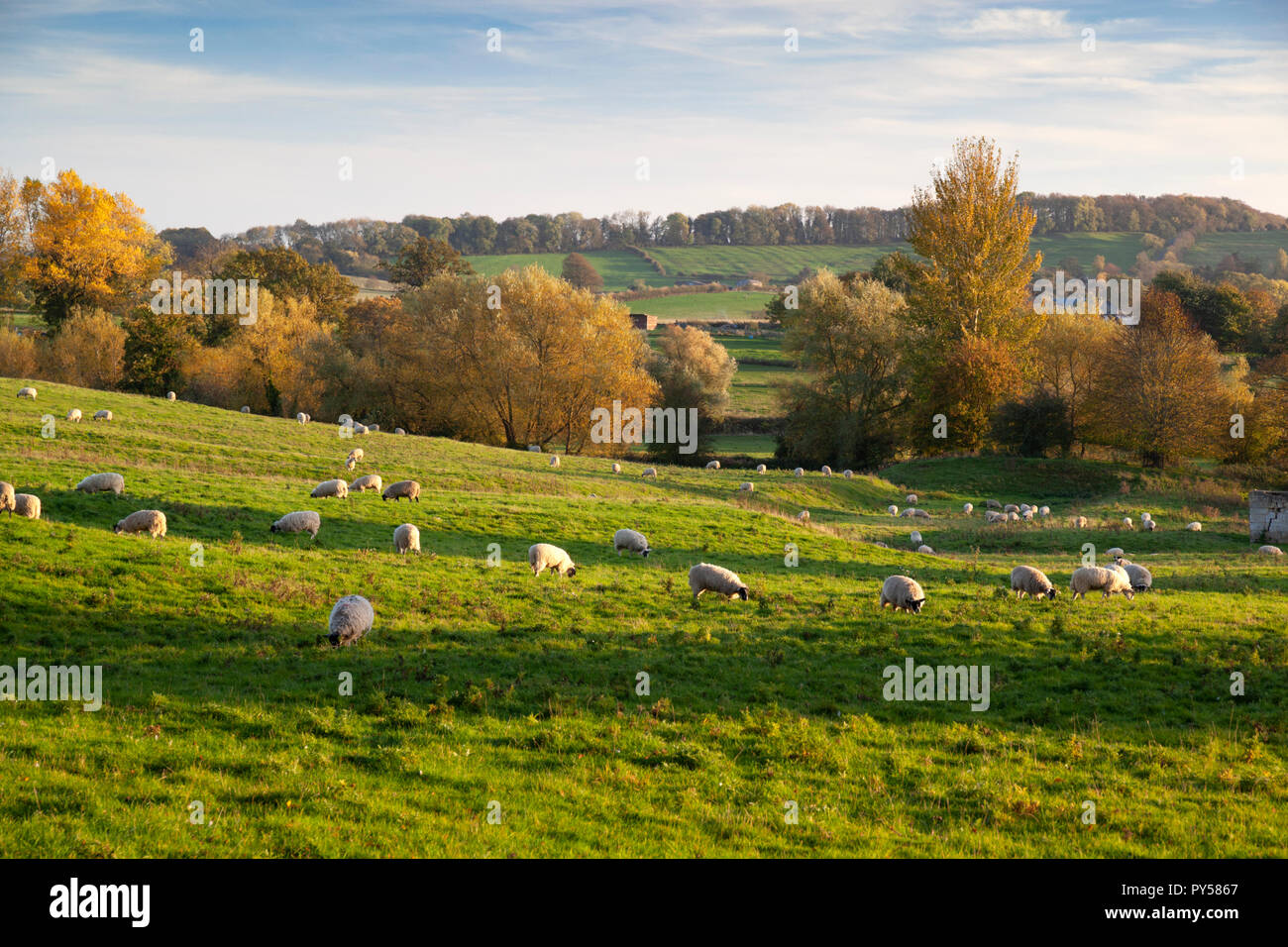 White sheep grazing in the coneygree field with autumnal cotswold landscape in evening sunlight, Chipping Campden, Cotswolds, Gloucestershire, England Stock Photo