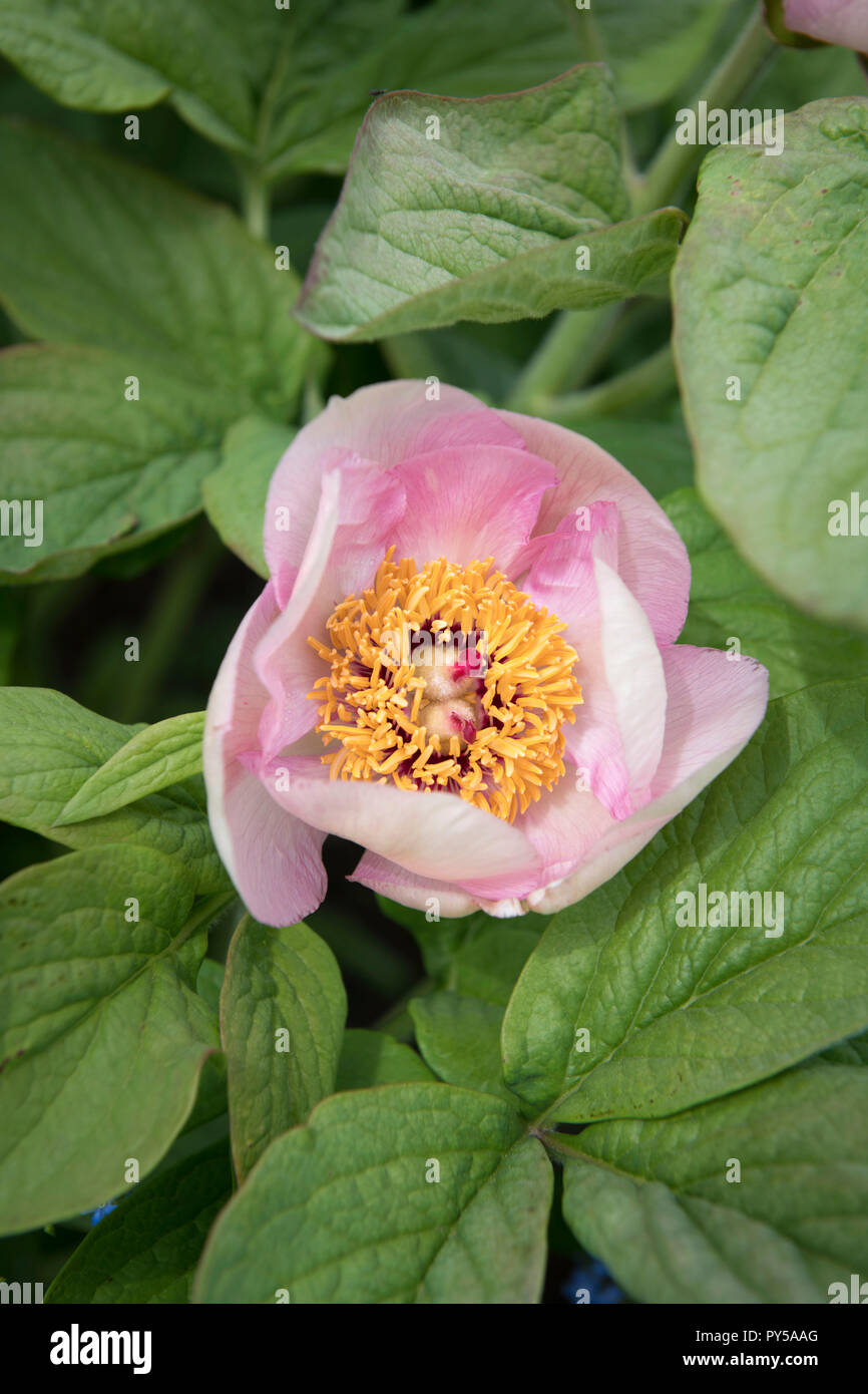 Peony in the herbaceous borders at the Miserden Estate in Gloucestershire UK Stock Photo