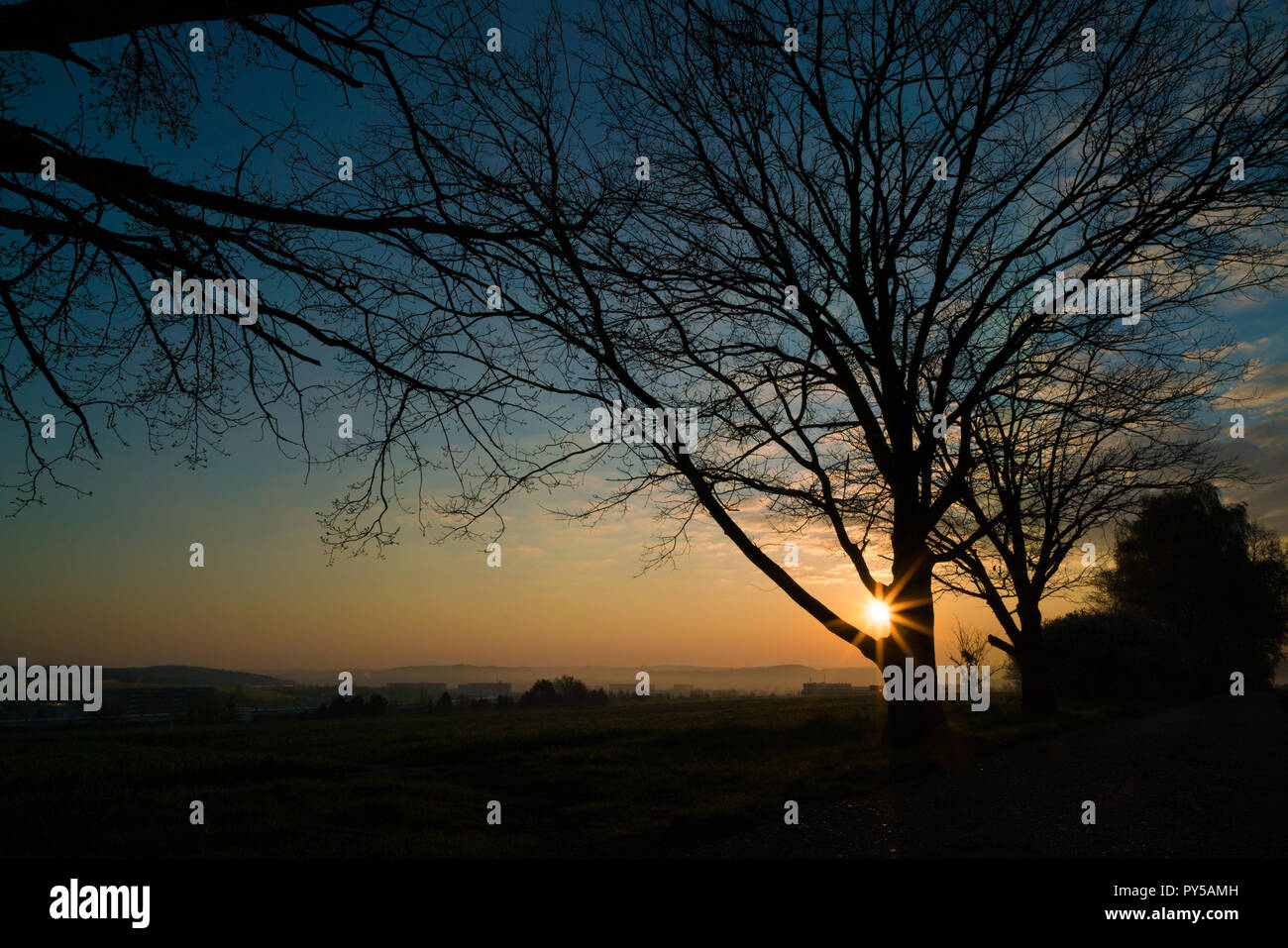 Tree silhouette at dawn hi-res stock photography and images - Alamy