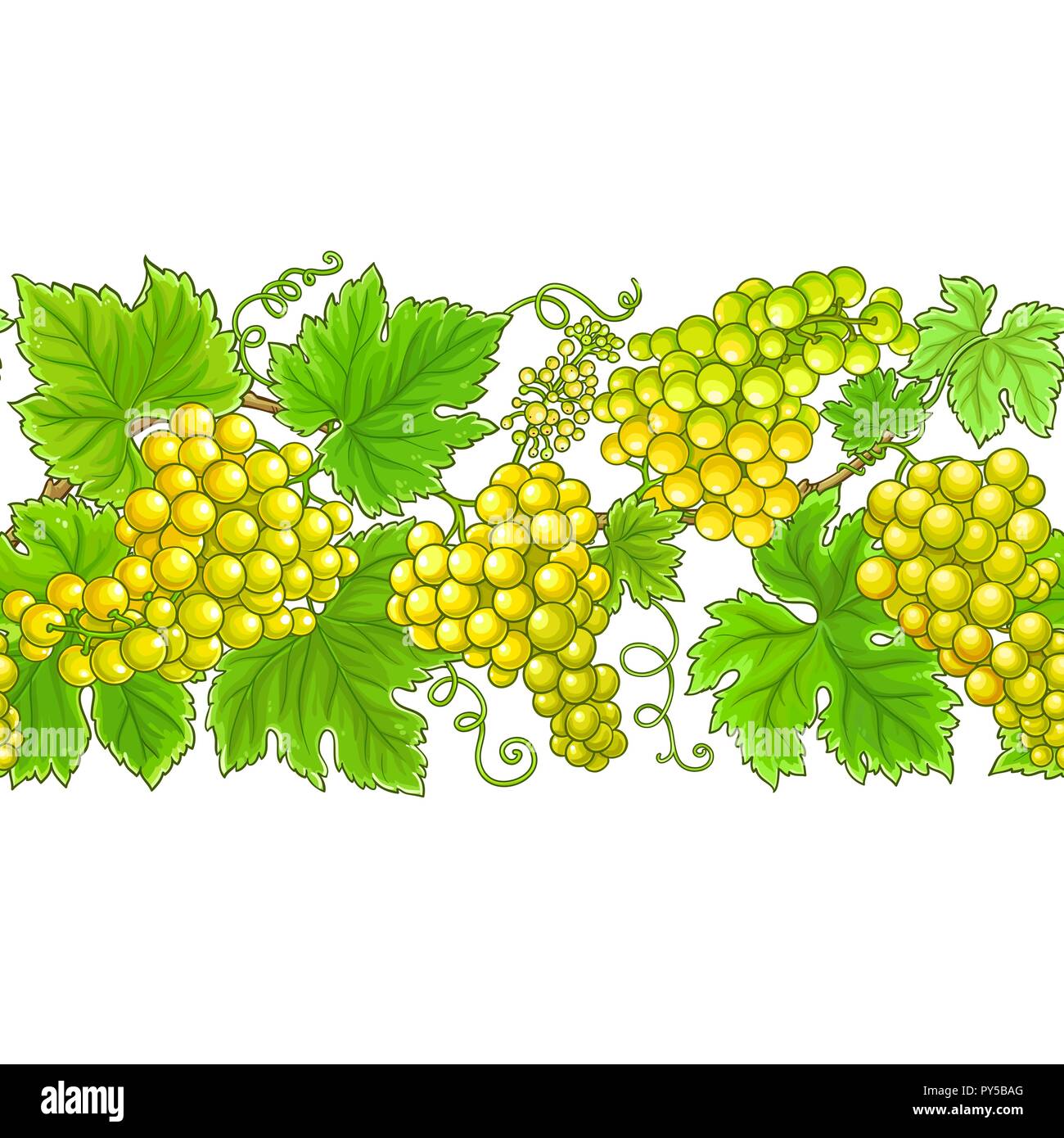 grapes vector horizontal pattern on white background Stock Vector