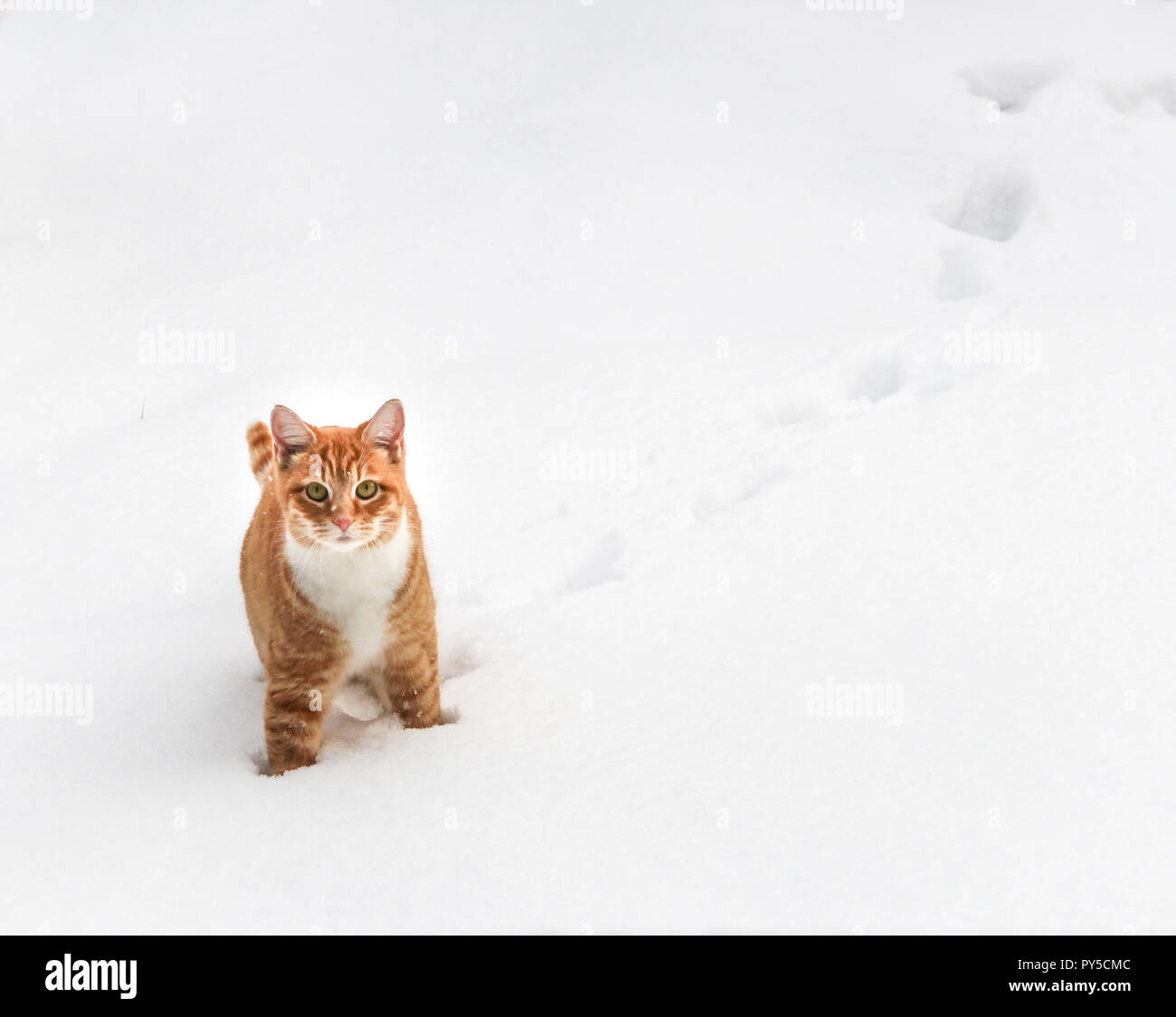 Ginger Cat Against Snow Background, Winter Stock Photo
