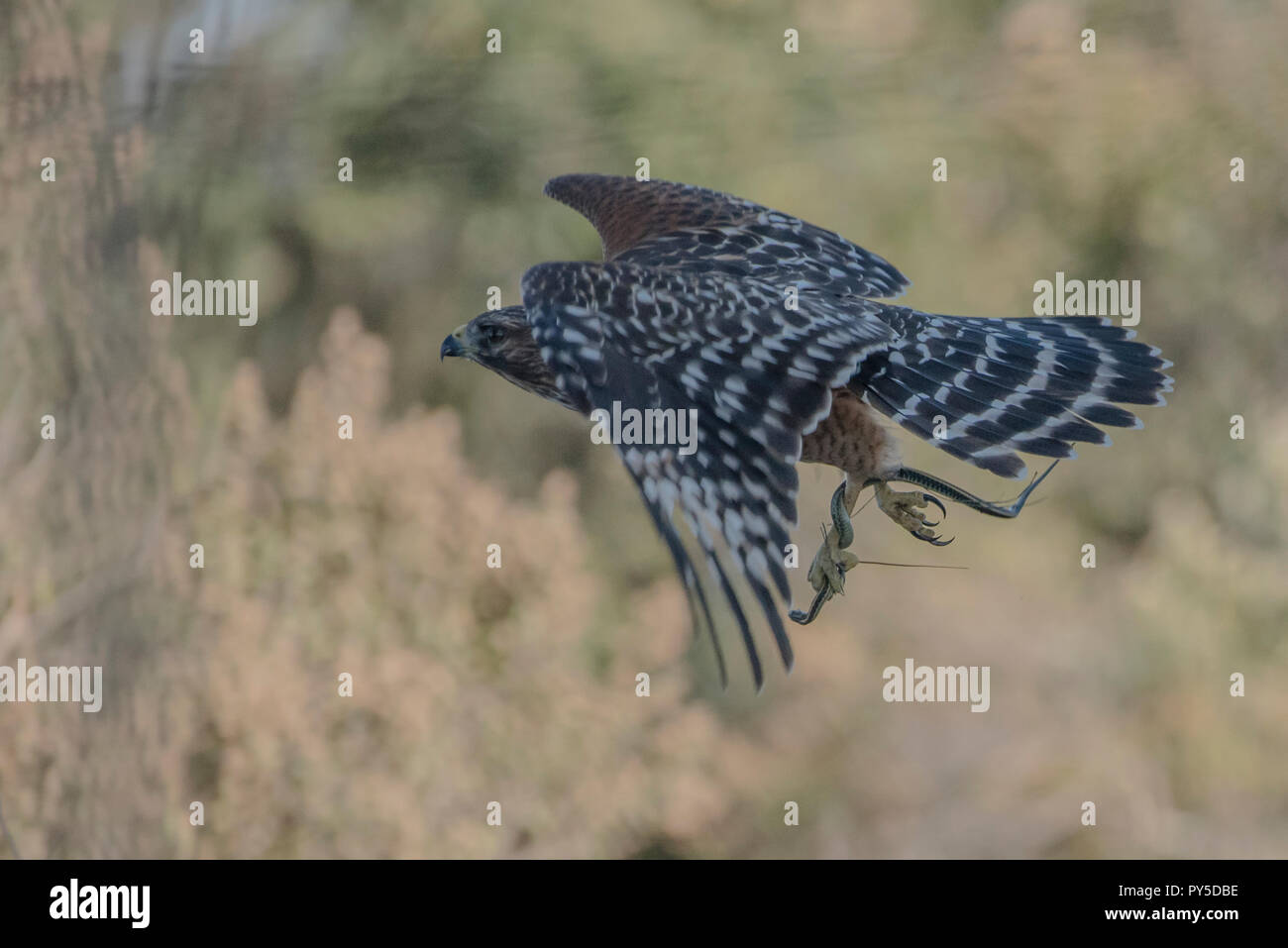 Hawk eat snake hires stock photography and images Alamy