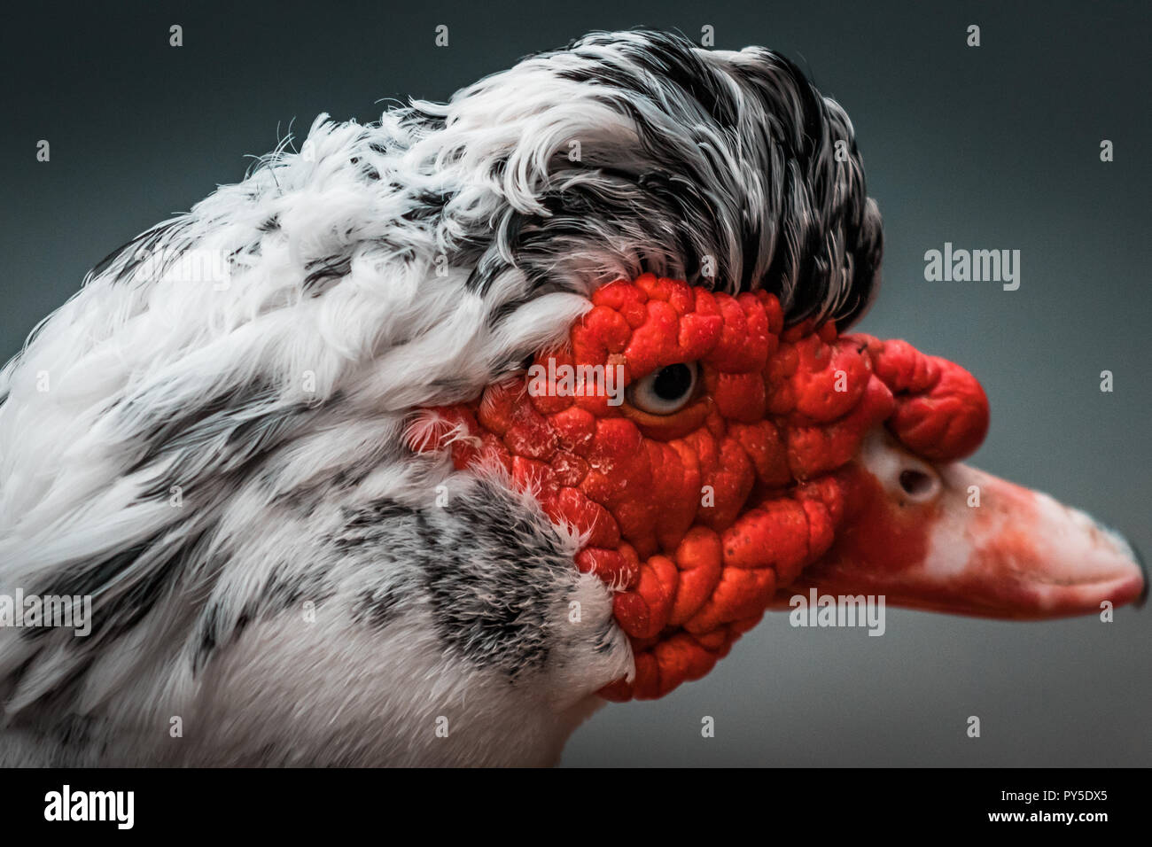 Beautiful Red Headed Muscovy duck (Cairina moschata), large angry bird native to Mexico, Central, and South America. Eye close up, vibrant colors. Stock Photo