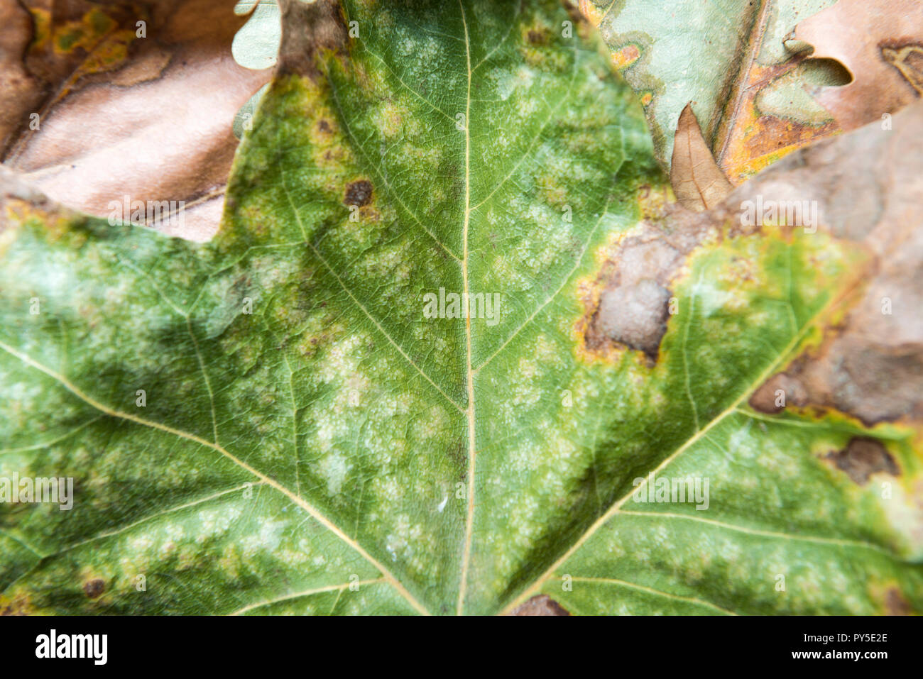 Autumn concept. Detail of an autumn leaf. Stock Photo