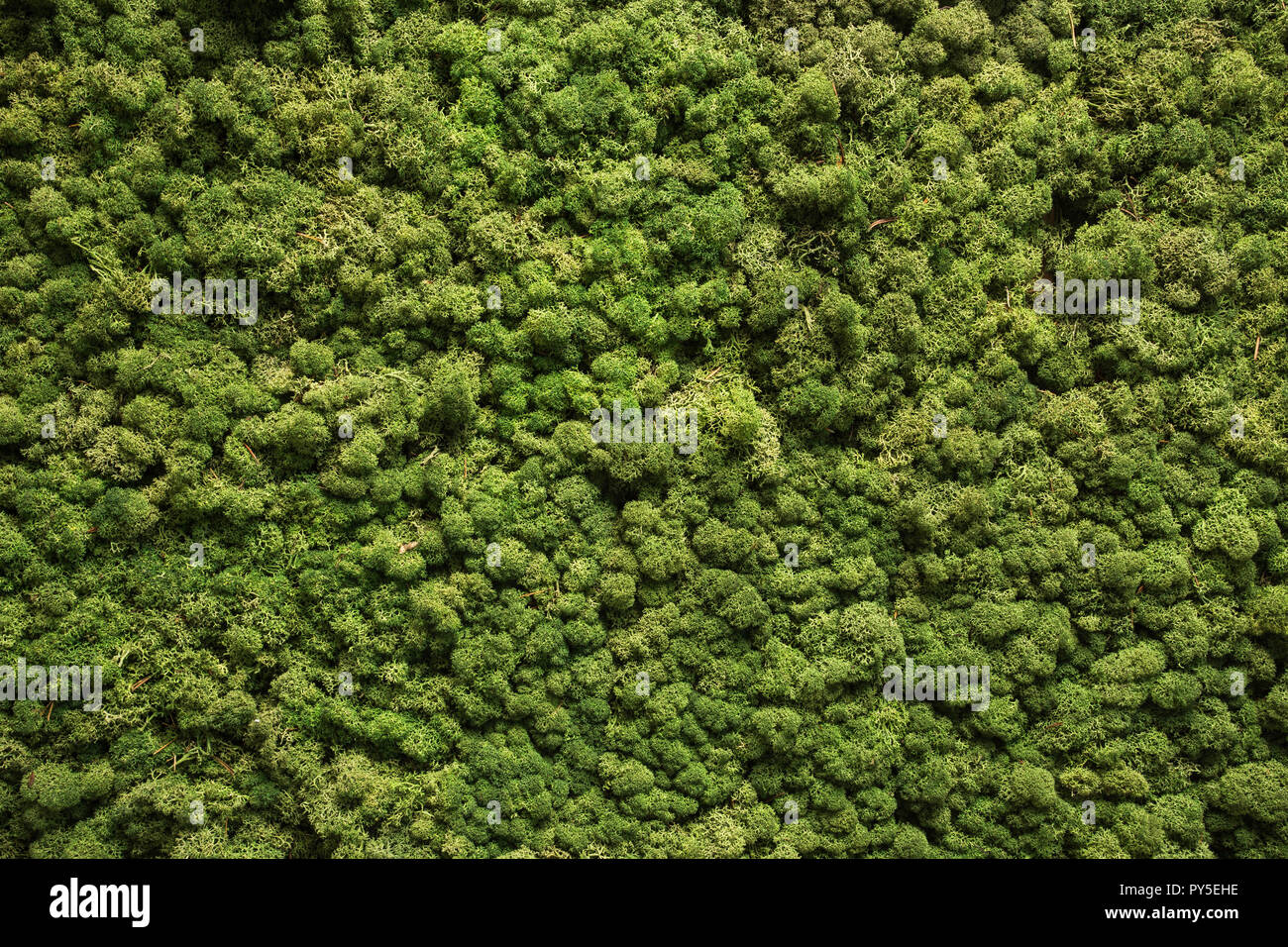 A background of green moss, Stock image