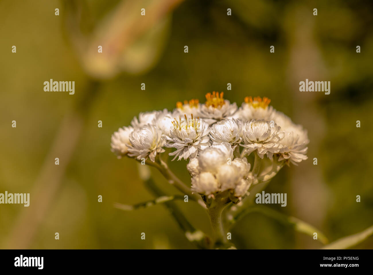 Color outdoor nature image of a white yarrow / daisy blossom with a shallow depth of field on a bright hot sunny summer day natural blurred background Stock Photo