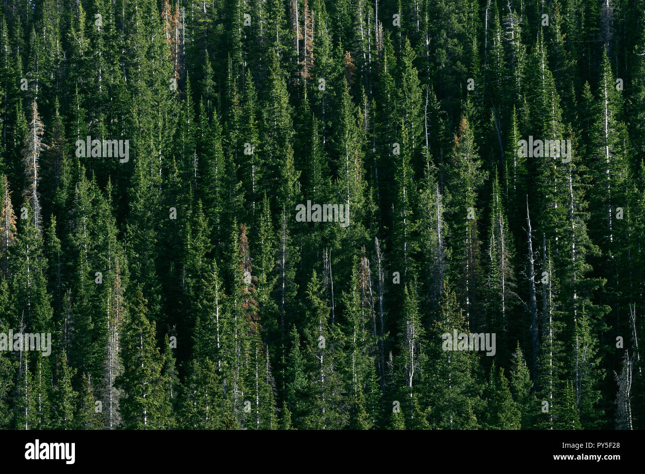Colorado Fir Tree High Resolution Stock Photography and Images - Alamy