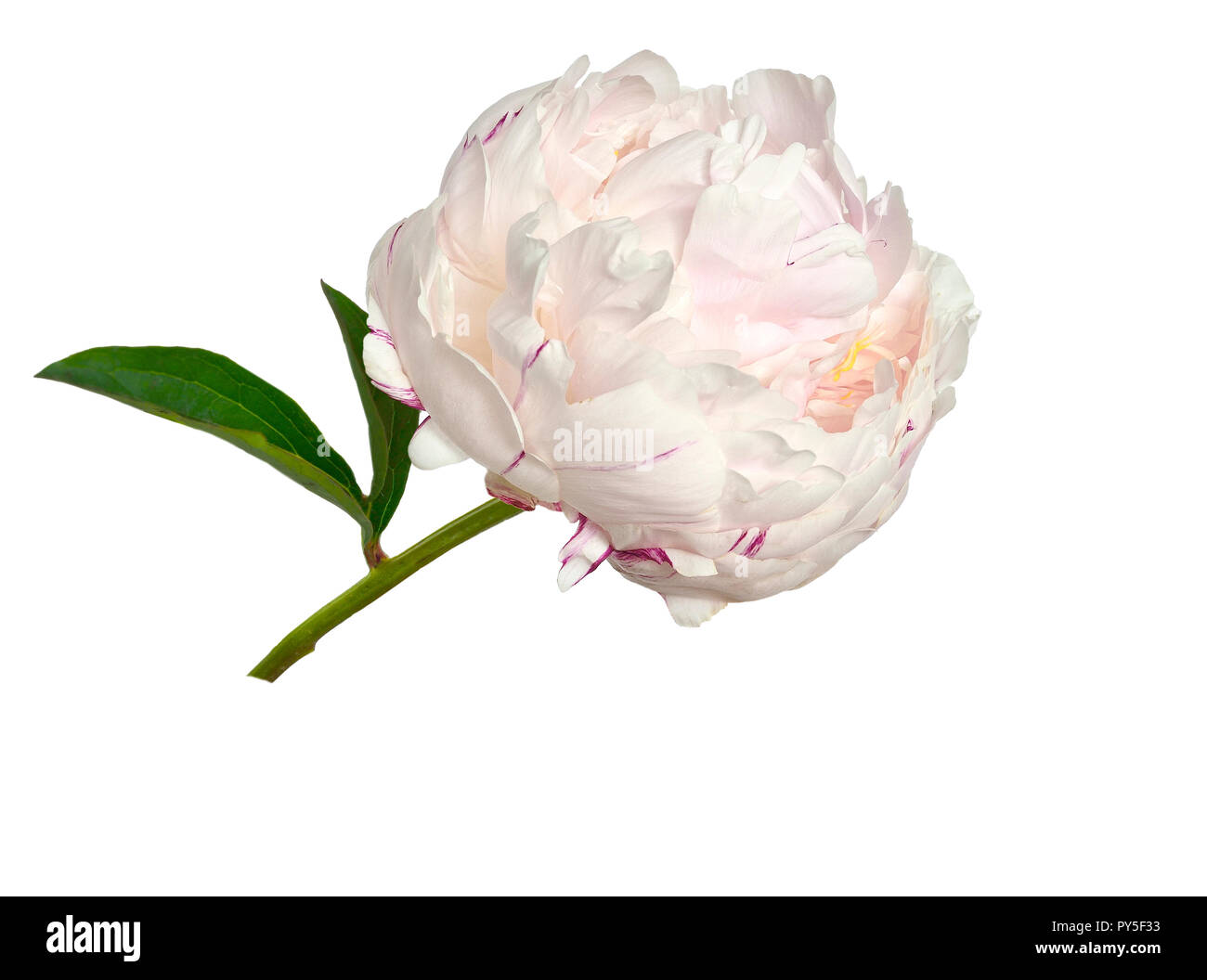 Gentle pink with creamy peony flower with fluffy, frilly petals close up, isolated on white background. Romantic floral pattern Stock Photo