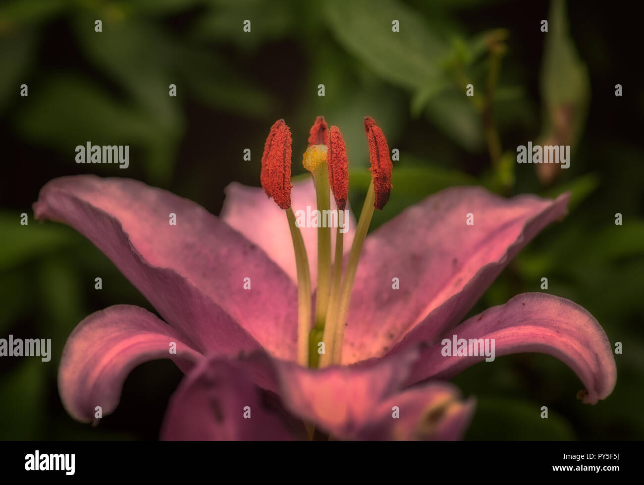 Outdoor Floral Color Macro Of A Single Isolated Pinkshining