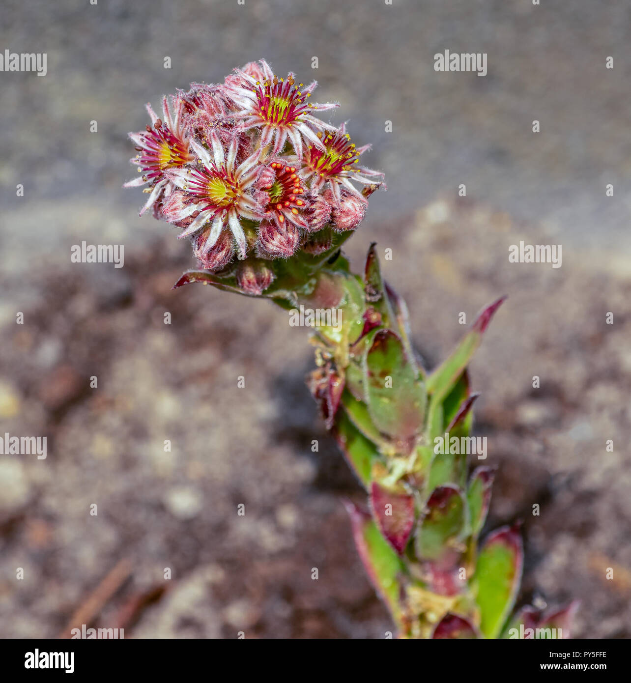 Shallow depth of field top view outdoor color macro of a single isolated sempervivum / echeveria plant,many blossoms,natural blurred background Stock Photo