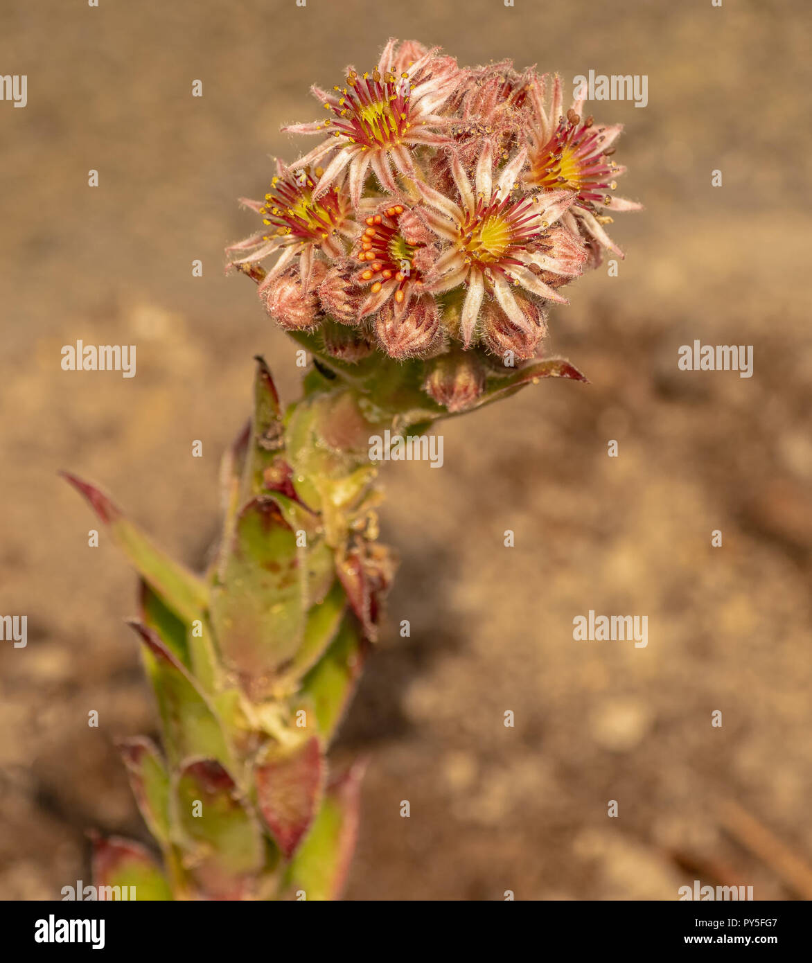 Warm color outdoorr macro of a single isolated sempervivum / echeveria plant with many blossoms on natural blurred background, hot sunny summer dsy Stock Photo