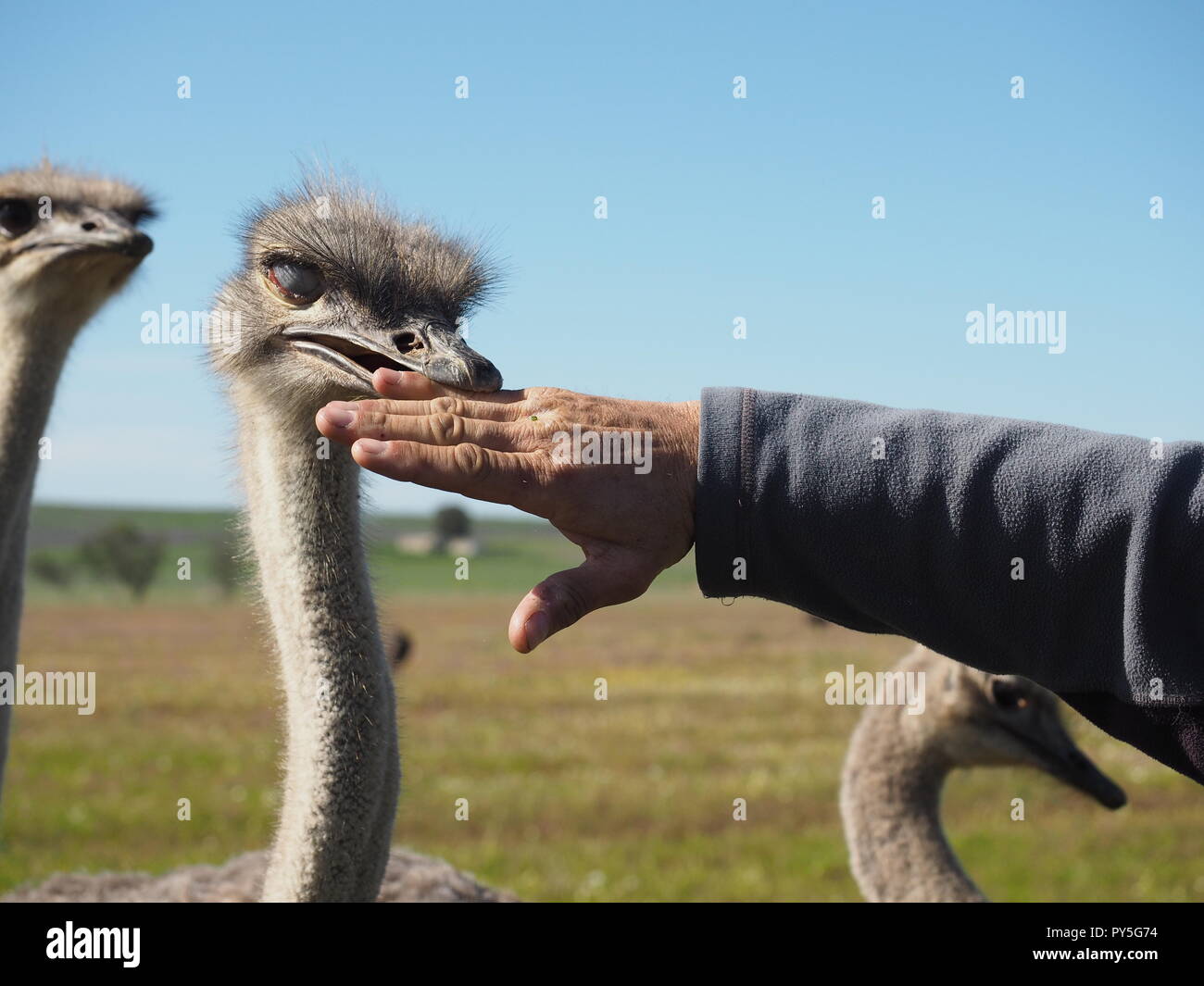 Close up head shots of Ostriches on Ostrich Farm in South Africa Stock Photo