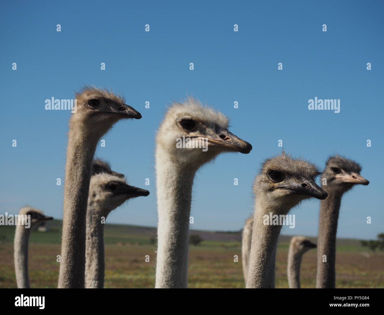 Close up head shots of Ostriches on Ostrich Farm in South Africa Stock Photo