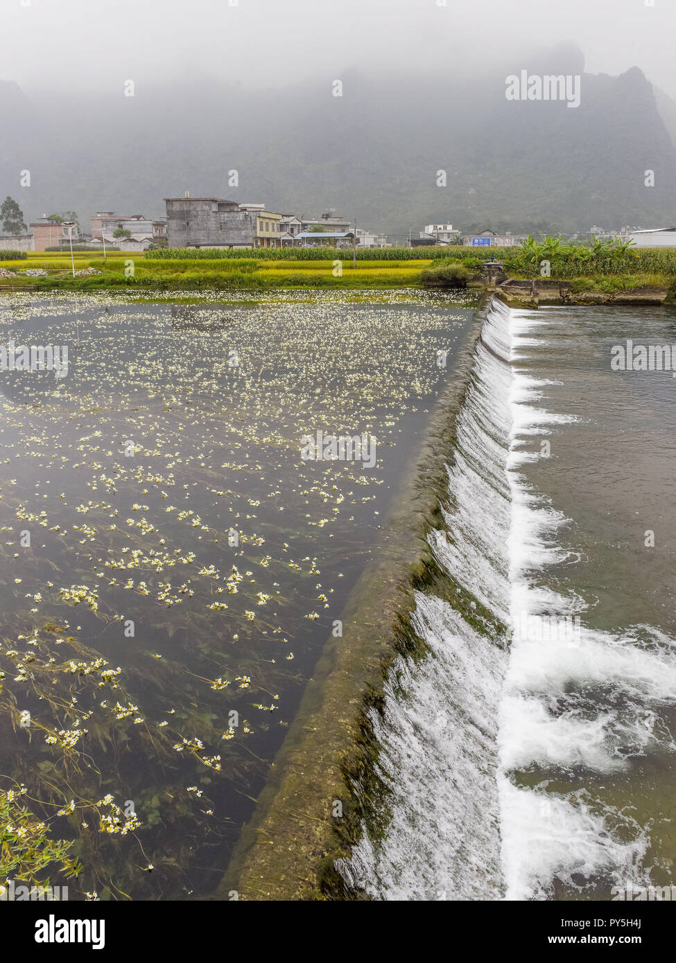 Xinjian, Xinjian, China. 25th Oct, 2018. Xinjiang, CHINA-Ottelia flowers blossom on the river in Hechi, southwest ChinaÃ¢â‚¬â„¢s Guangxi. Ottelia is a genus of an aquatic plant family Hydrocharitaceae described as a genus in 1805.The genus is native to tropical and subtropical regions of Africa, Asia, South America, and Australia. Credit: SIPA Asia/ZUMA Wire/Alamy Live News Stock Photo