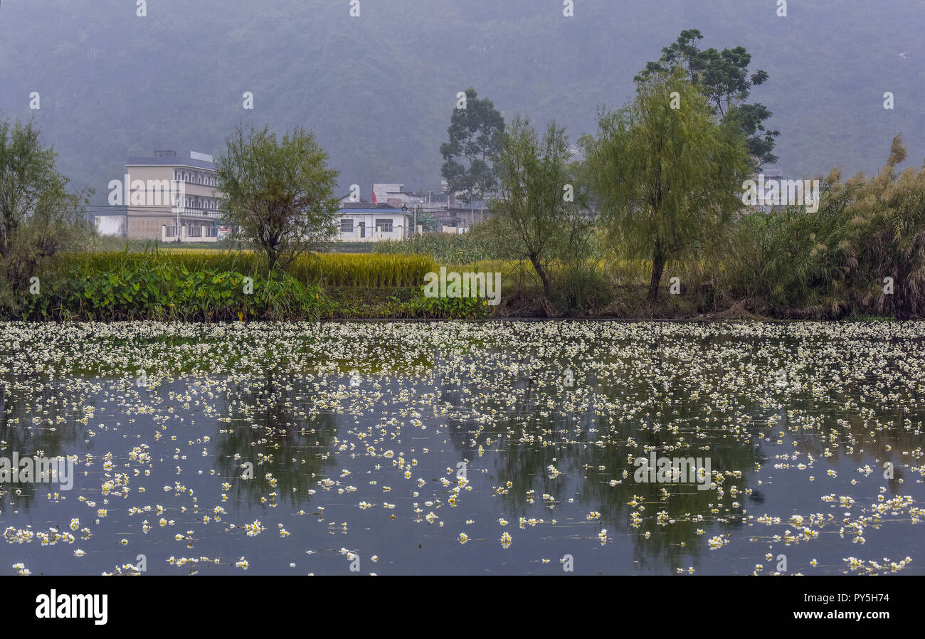 Xinjian, Xinjian, China. 25th Oct, 2018. Xinjiang, CHINA-Ottelia flowers blossom on the river in Hechi, southwest ChinaÃ¢â‚¬â„¢s Guangxi. Ottelia is a genus of an aquatic plant family Hydrocharitaceae described as a genus in 1805.The genus is native to tropical and subtropical regions of Africa, Asia, South America, and Australia. Credit: SIPA Asia/ZUMA Wire/Alamy Live News Stock Photo