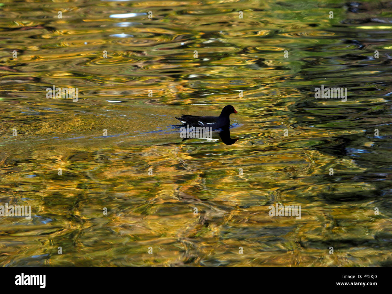 London, Britain. October 25, 2018. Autumn colours are reflected in one of the lakes in Regents Park, in central London, Britain. Credit: John Voos, TSL/Alamy Live News Stock Photo