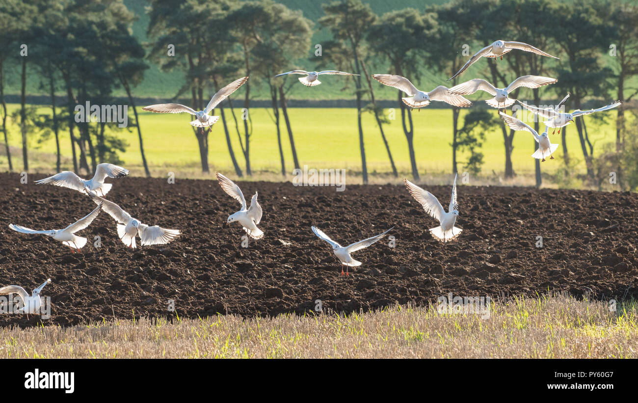 Milnathort, Orwell, Kinross-shire, Scotland, UK - 26 October 2018: uk weather - black headed gulls in winter plumage swoop and dive on a bright autumn day looking for worms unearthed by a plough in fields close to Milnathort, Kinross-shire Credit: Kay Roxby/Alamy Live News Stock Photo
