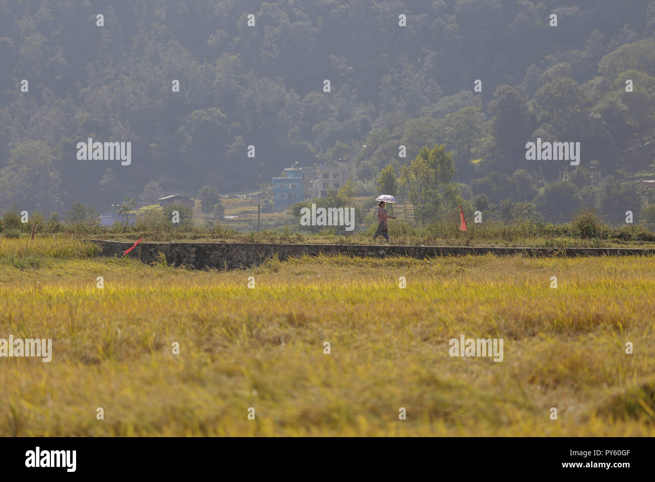 Farmer walks in rice field hi-res stock photography and images - Alamy