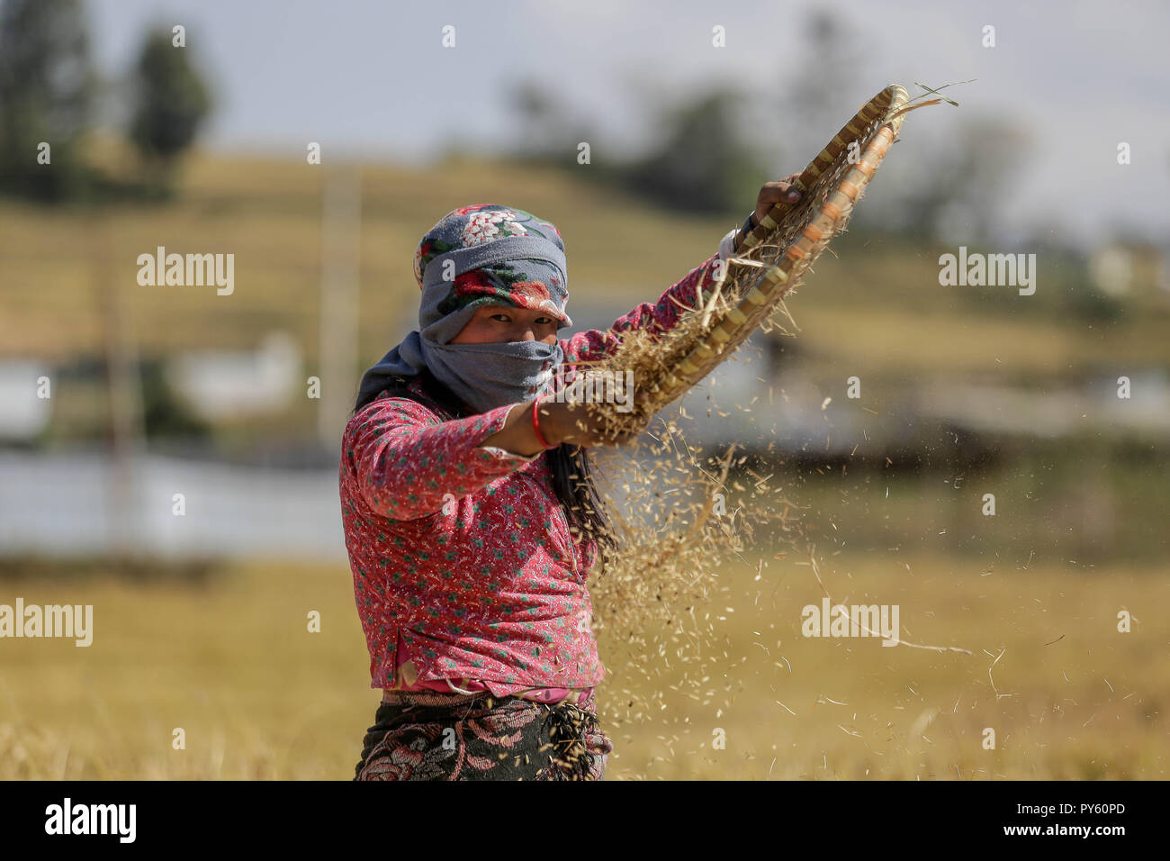 Nepal Crops Rice A Nepalese farmer harvests rice in the field. Agriculture remains an ...