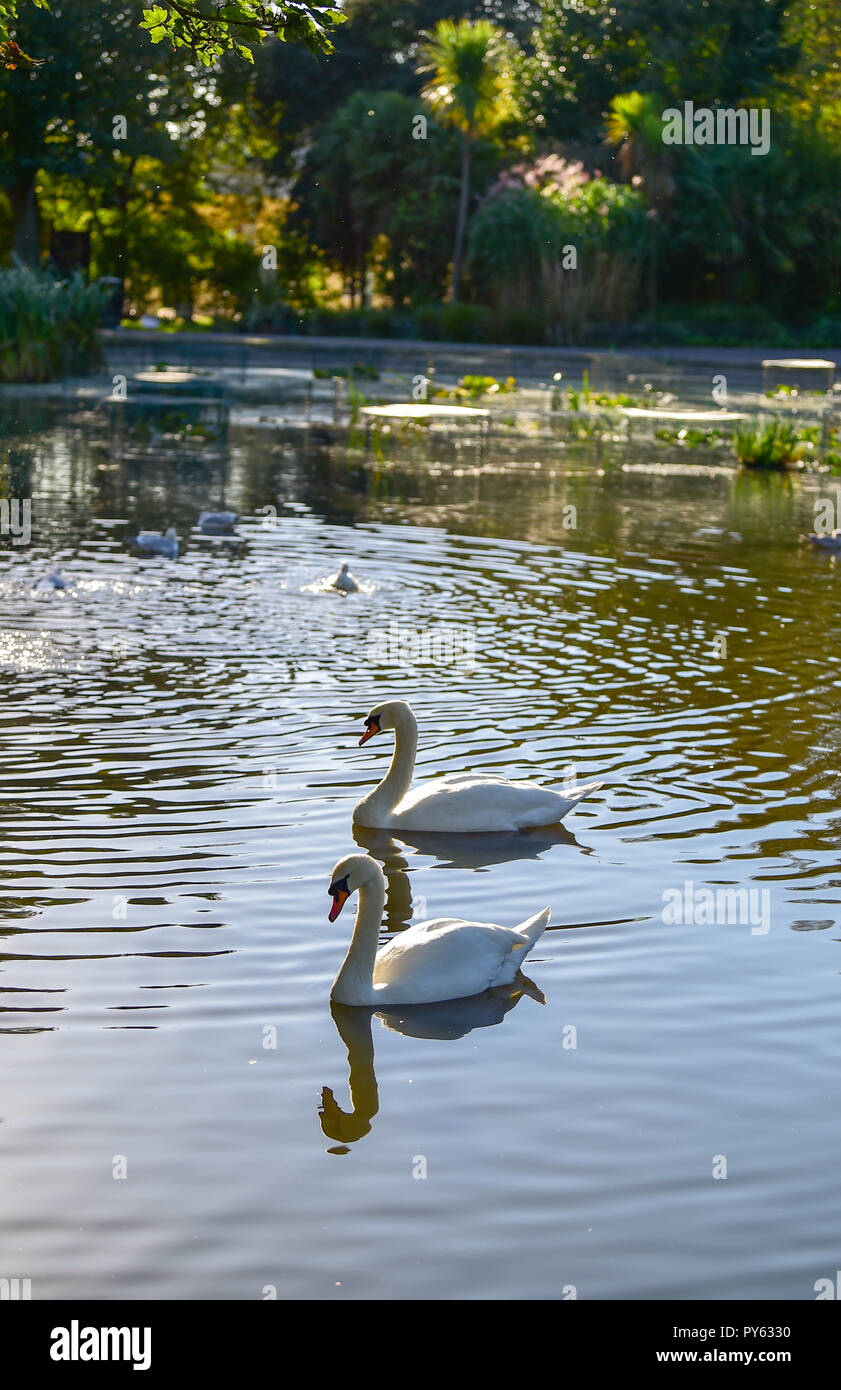 A pair of Mute Swans Cygnus olor on Queens Park pond in Brighton UK Stock Photo