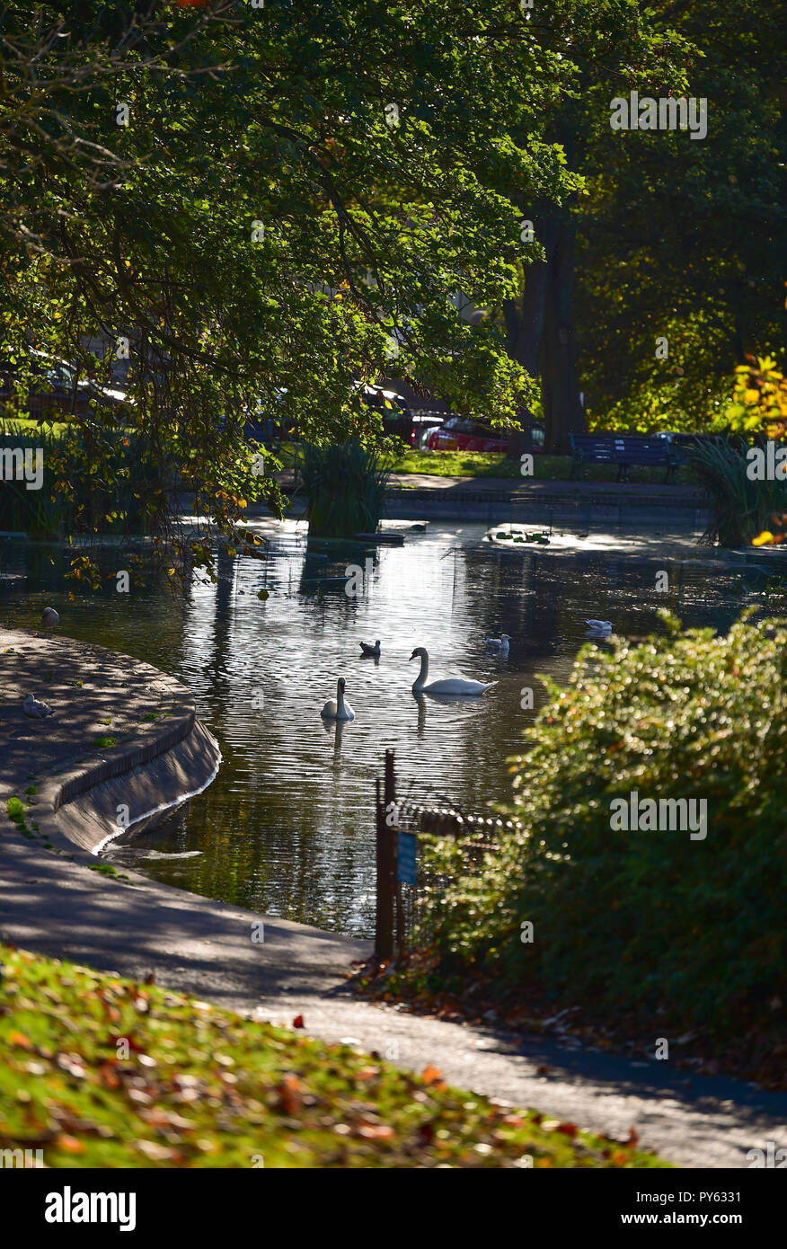 A pair of Mute Swans Cygnus olor on Queens Park pond in Brighton UK Stock Photo