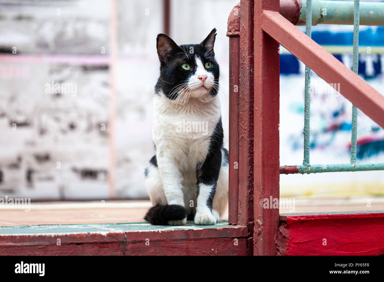 A black and white street cat portrait Stock Photo - Alamy