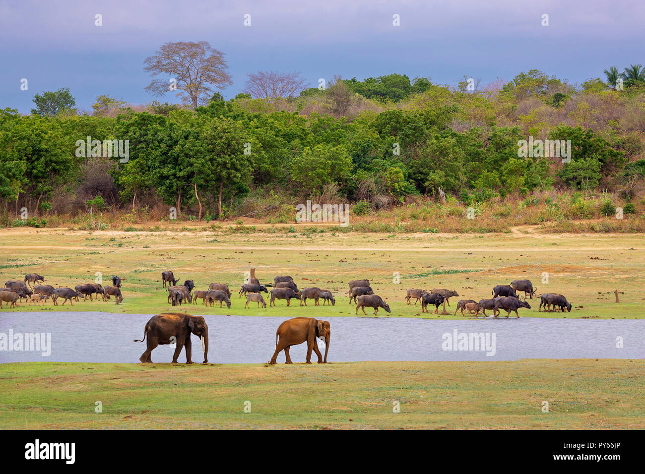 Elephants and buffalos in Uda Walawe, Sri Lanka Stock Photo