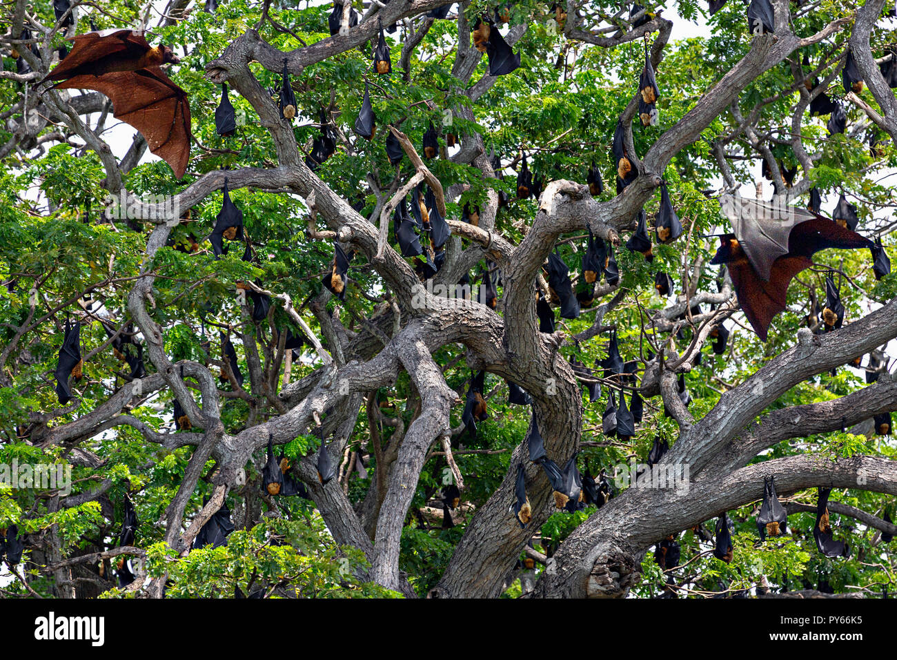 Fruit bats on the tree in Sri Lanka Stock Photo