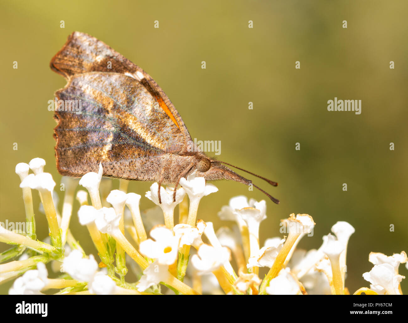 American Snout butterfly, Libytheana carinenta feeding on a white flower cluster of Buddleia Stock Photo