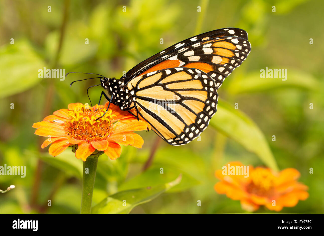 Migrating Monarch butterfly refueling on an orange Zinnia flower in fall Stock Photo