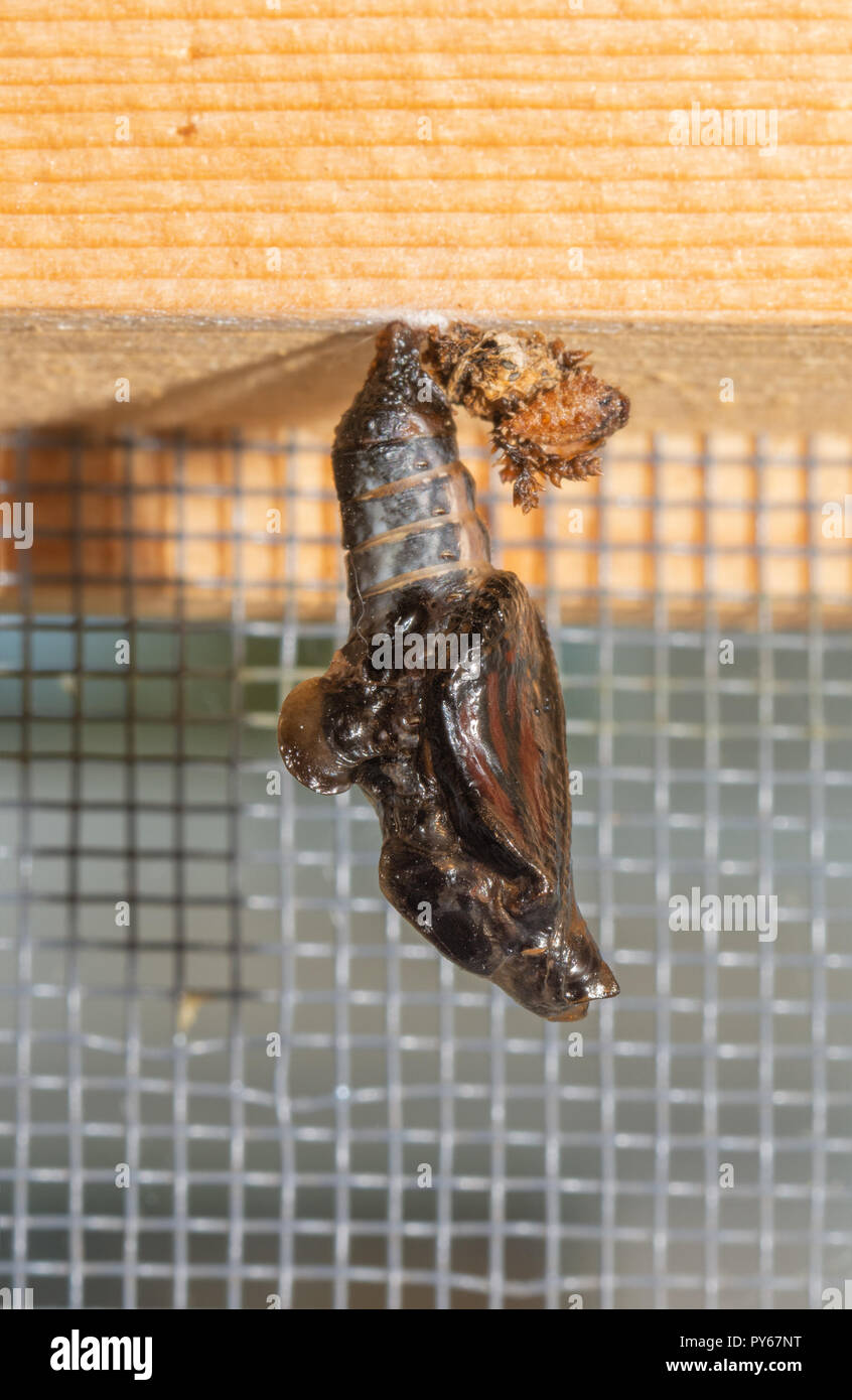 Viceroy butterfly chrysalis hanging down, just moments before the