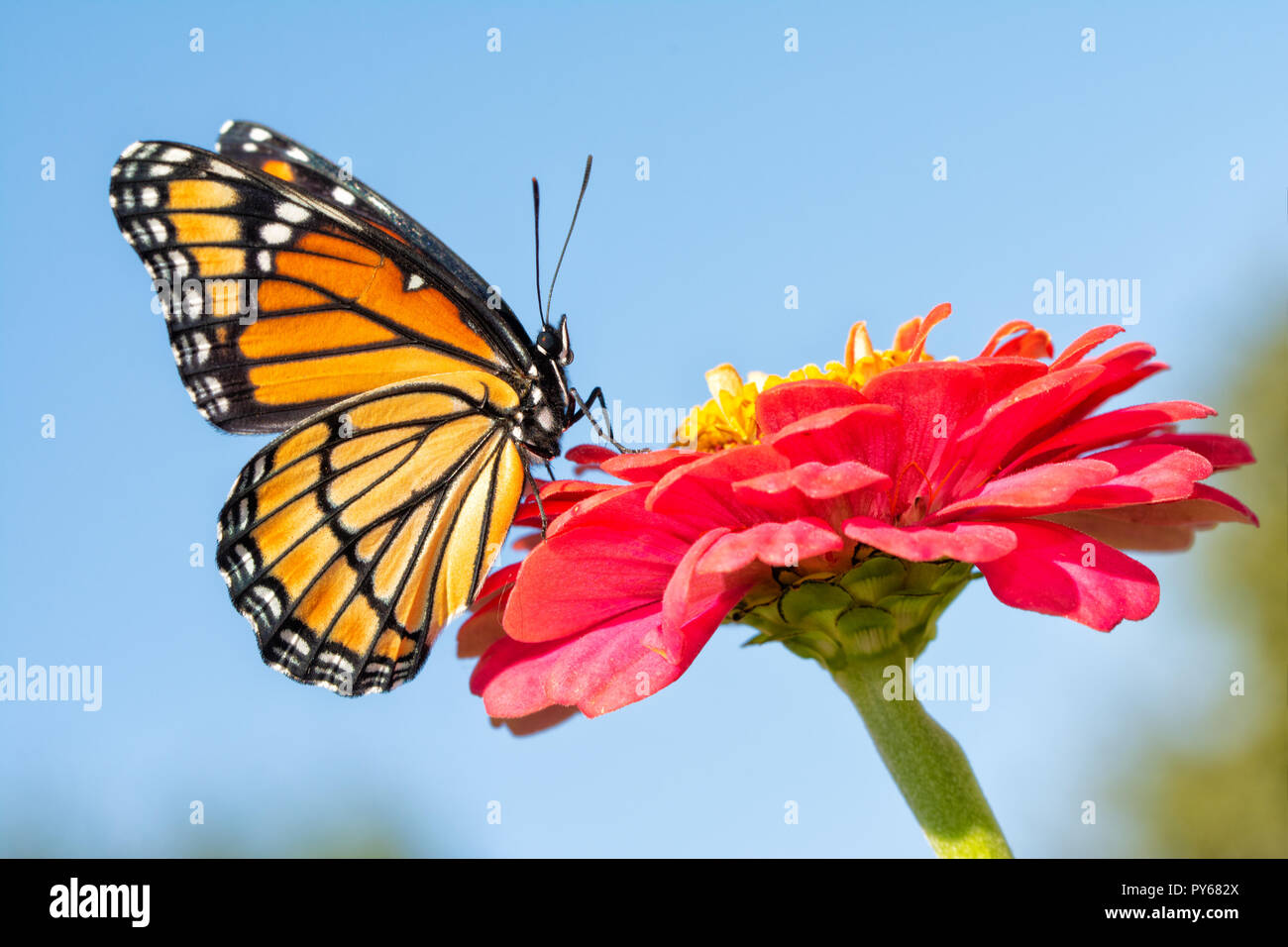 Ventral view of a brilliant orange Viceroy butterfly resting in morning sun on a pink Zinnia against blue sky Stock Photo