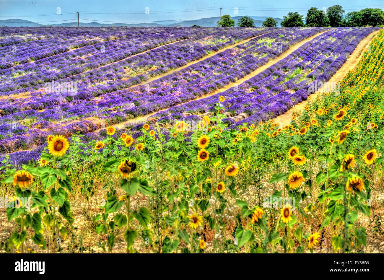 Sunflower and lavender field in Provence, France Stock Photo Alamy