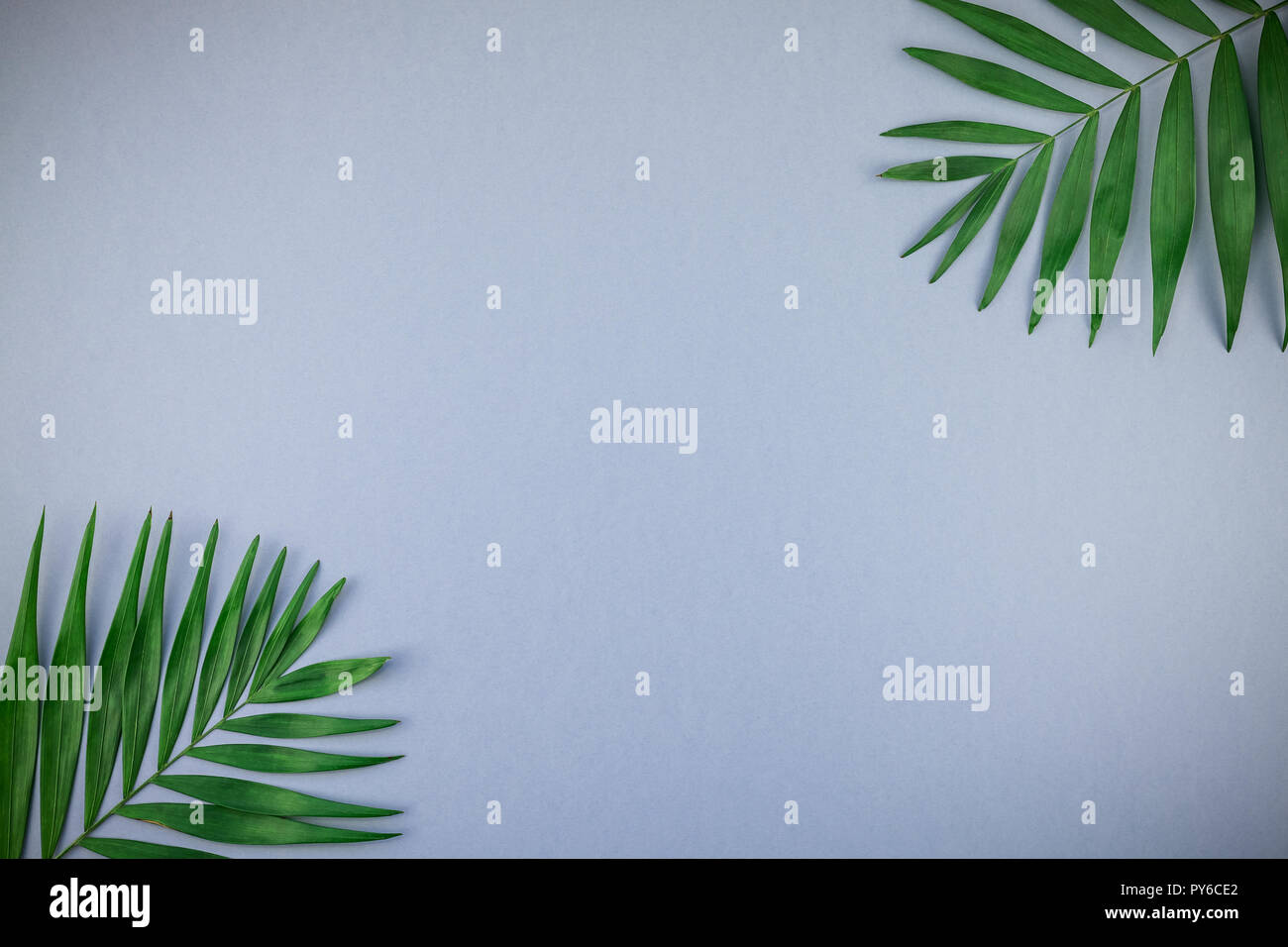 Creative flat lay top view of green tropical palm leaves on blue grey ...