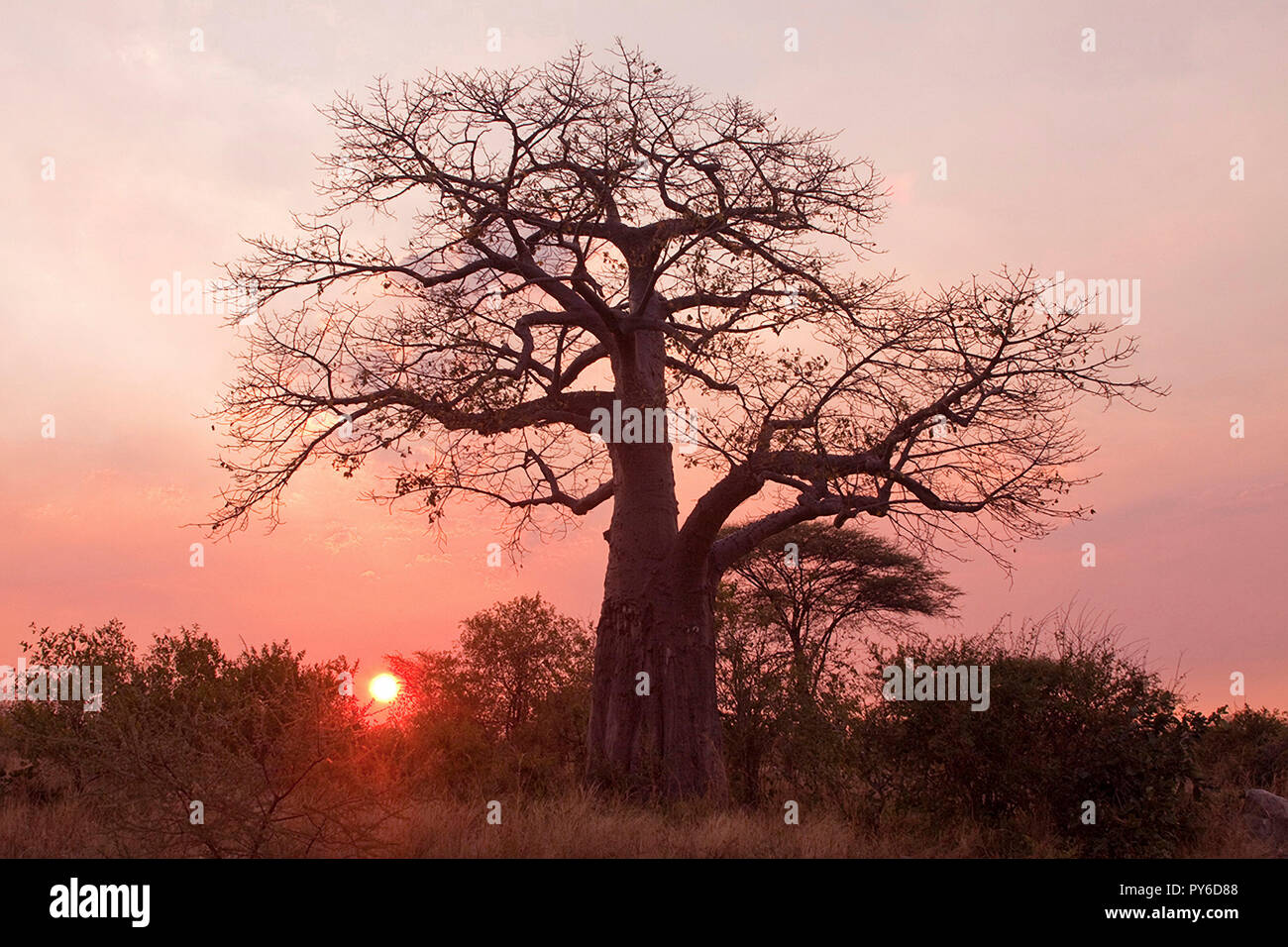 The distinctive outline of a huge old Baobab makes the classic outline of a special tree, in both looks and cultural significance in all the hot, dry  Stock Photo
