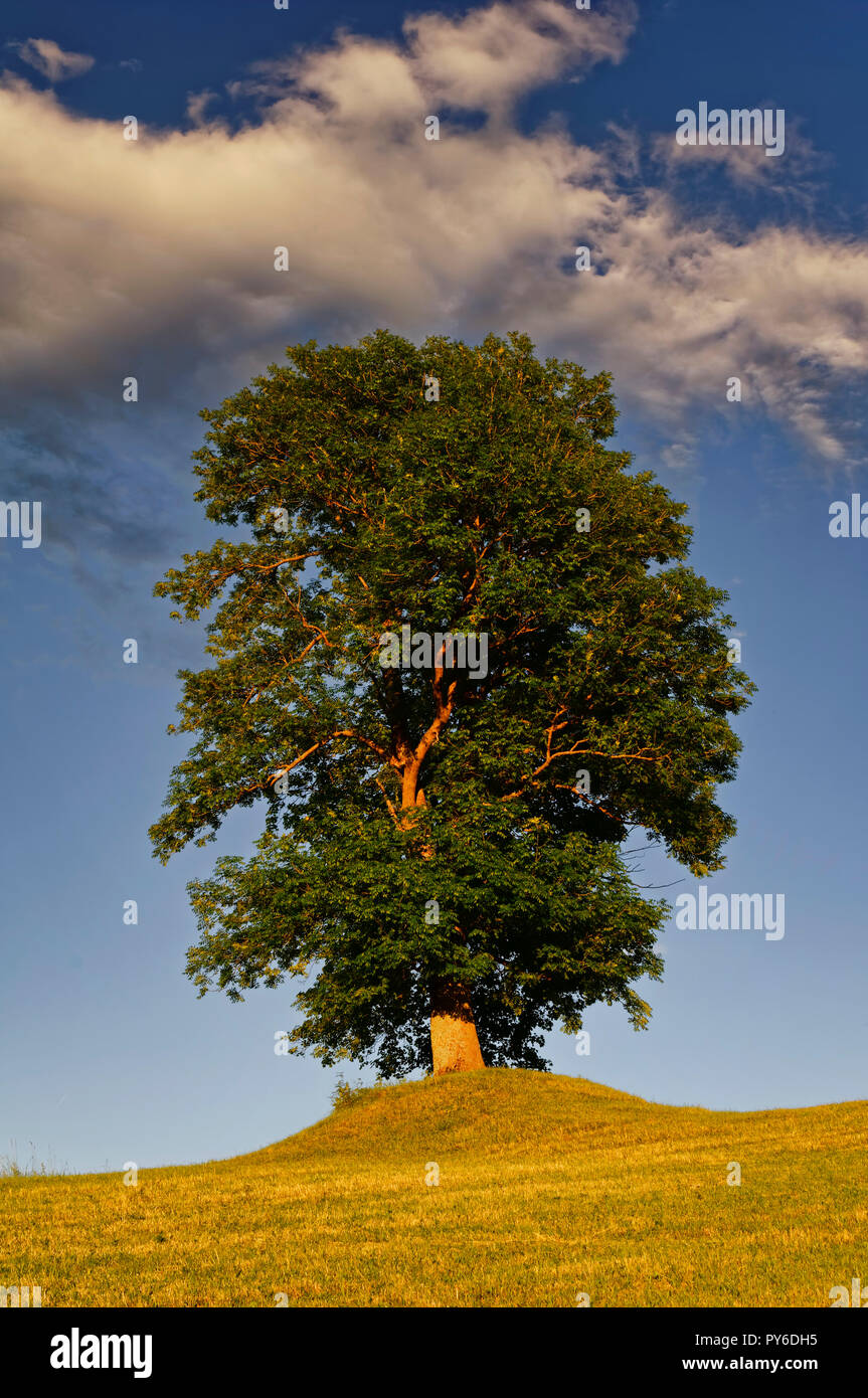 Ash tree (Fraxinus excelsior) on a hill in Nesselwang in the Allgäu ...