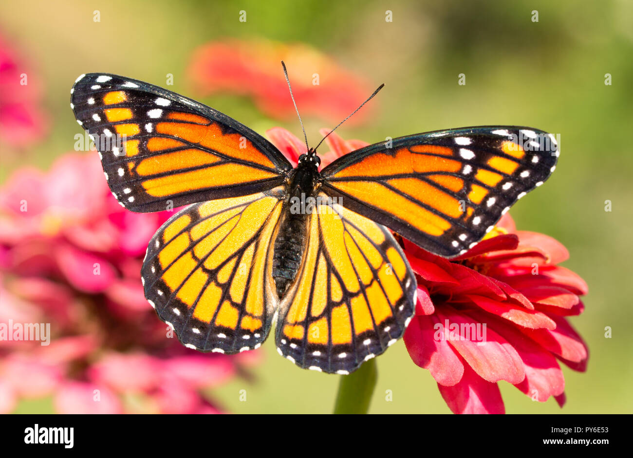 Gorgeous Viceroy butterfly resting on a Zinnia flower with wings wide open, shortly after eclosing from chrysalis Stock Photo