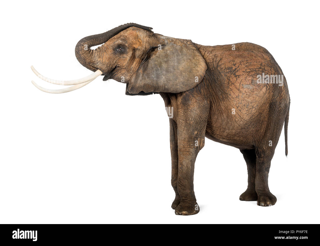 Elephant lifting trunk up hi-res stock photography and images - Alamy