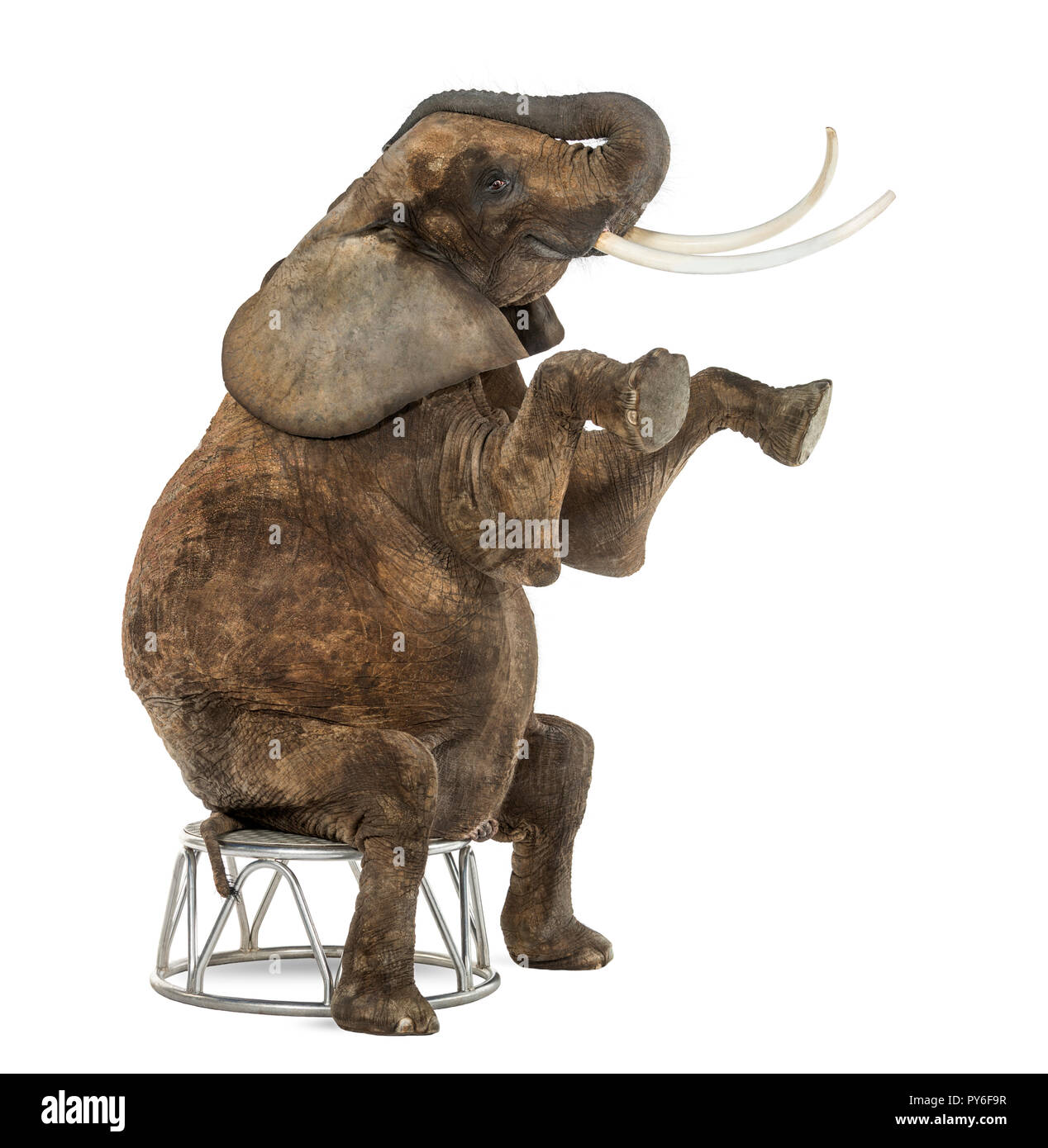 African elephant performing, seated on a stool, isolated on white Stock Photo Alamy