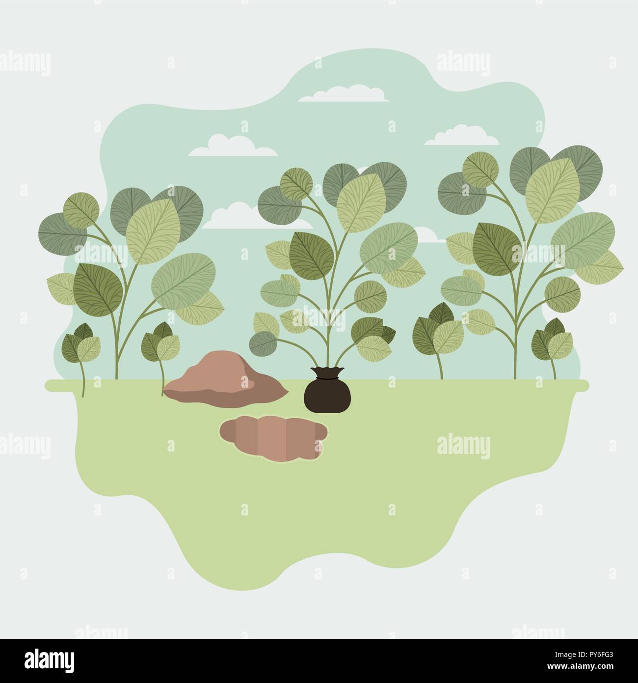 tree plant cultivated in sack Stock Vector Image & Art - Alamy