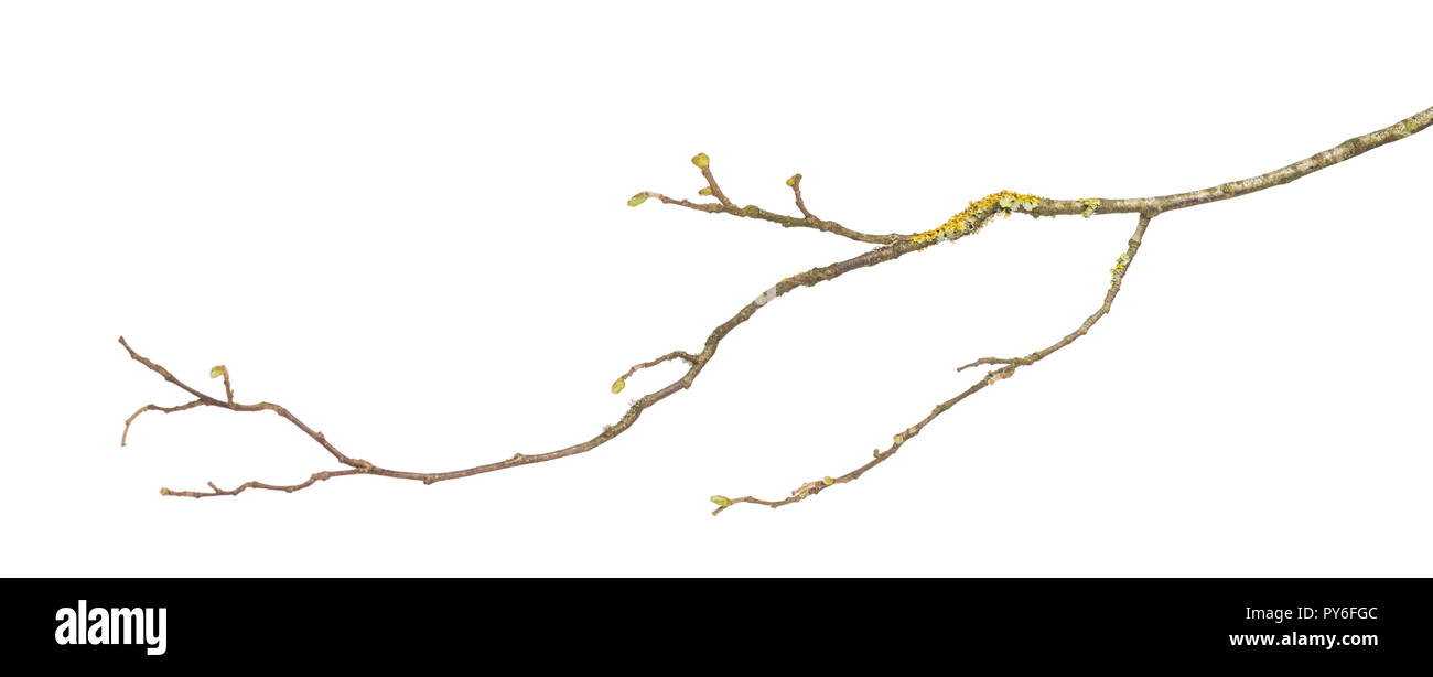 Branch, isolated on white Stock Photo - Alamy