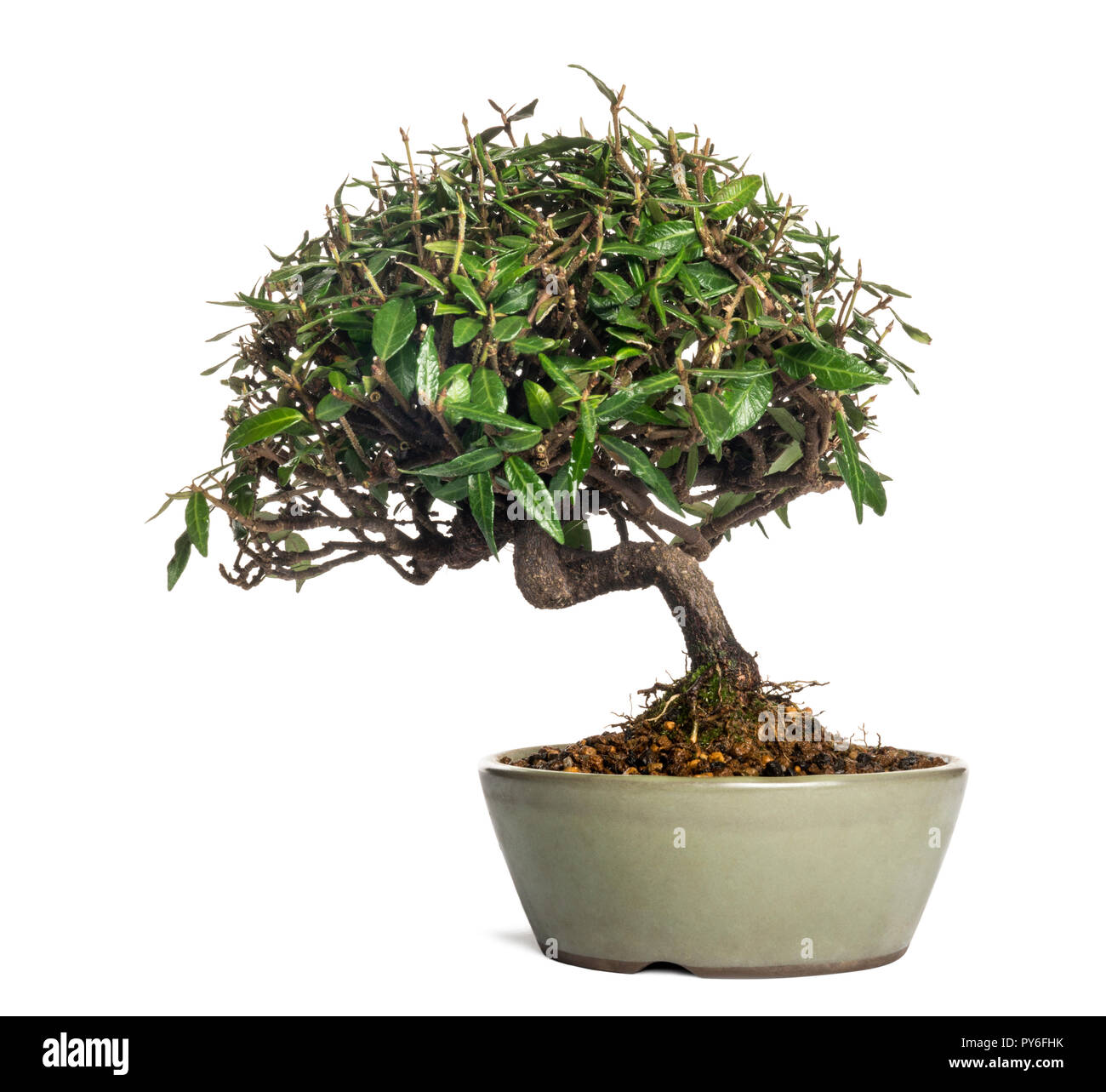 Bonsai tree, isolated on white Stock Photo - Alamy