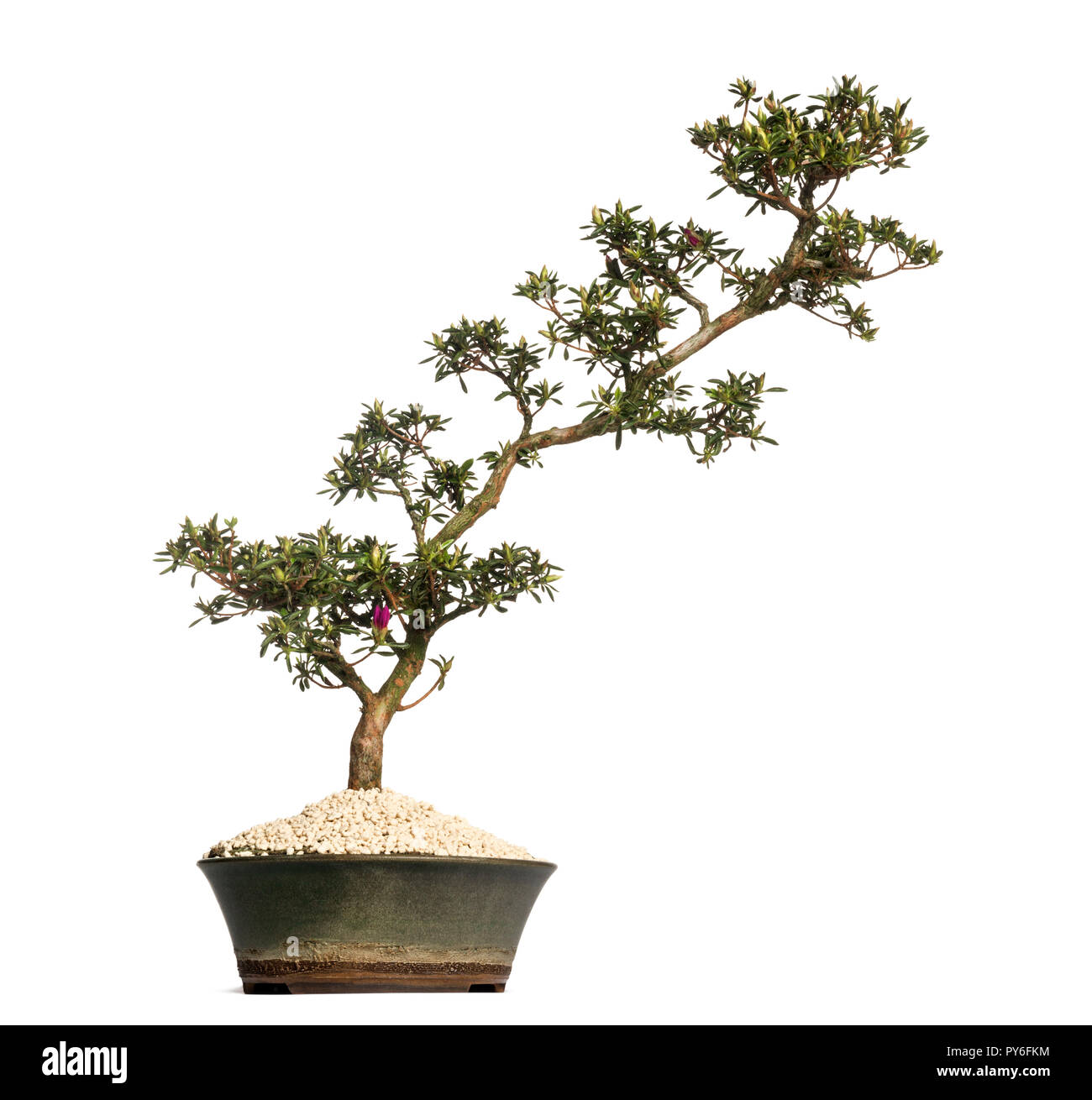 Azalea bonsai tree, Rhododendron, isolated on white Stock Photo