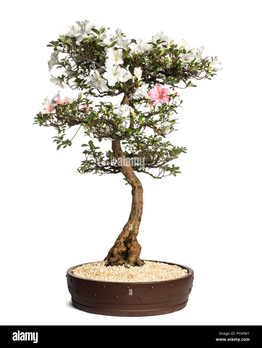 Azalea bonsai tree, Rhododendron, isolated on white Stock Photo
