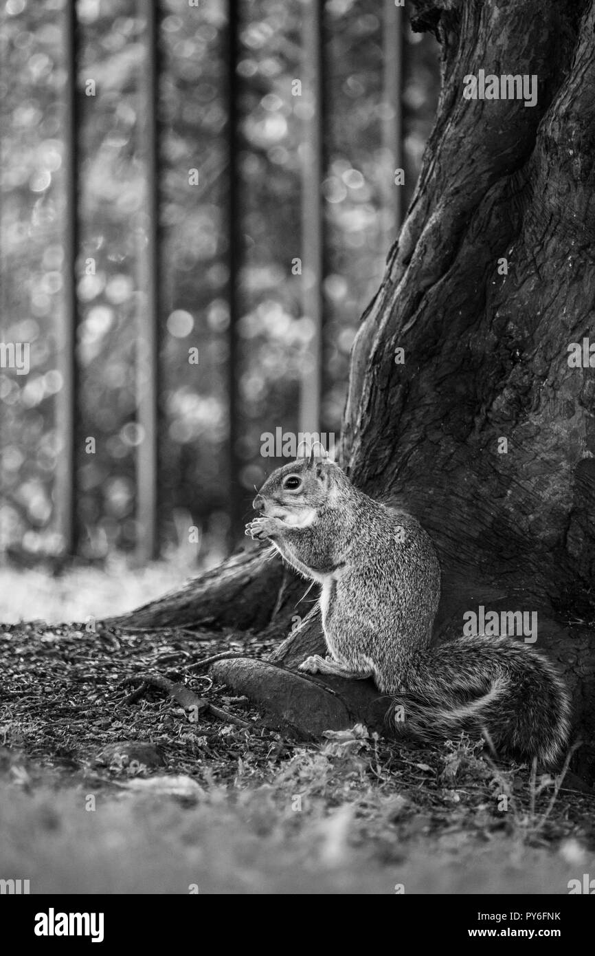 Squirrel eating Stock Photo
