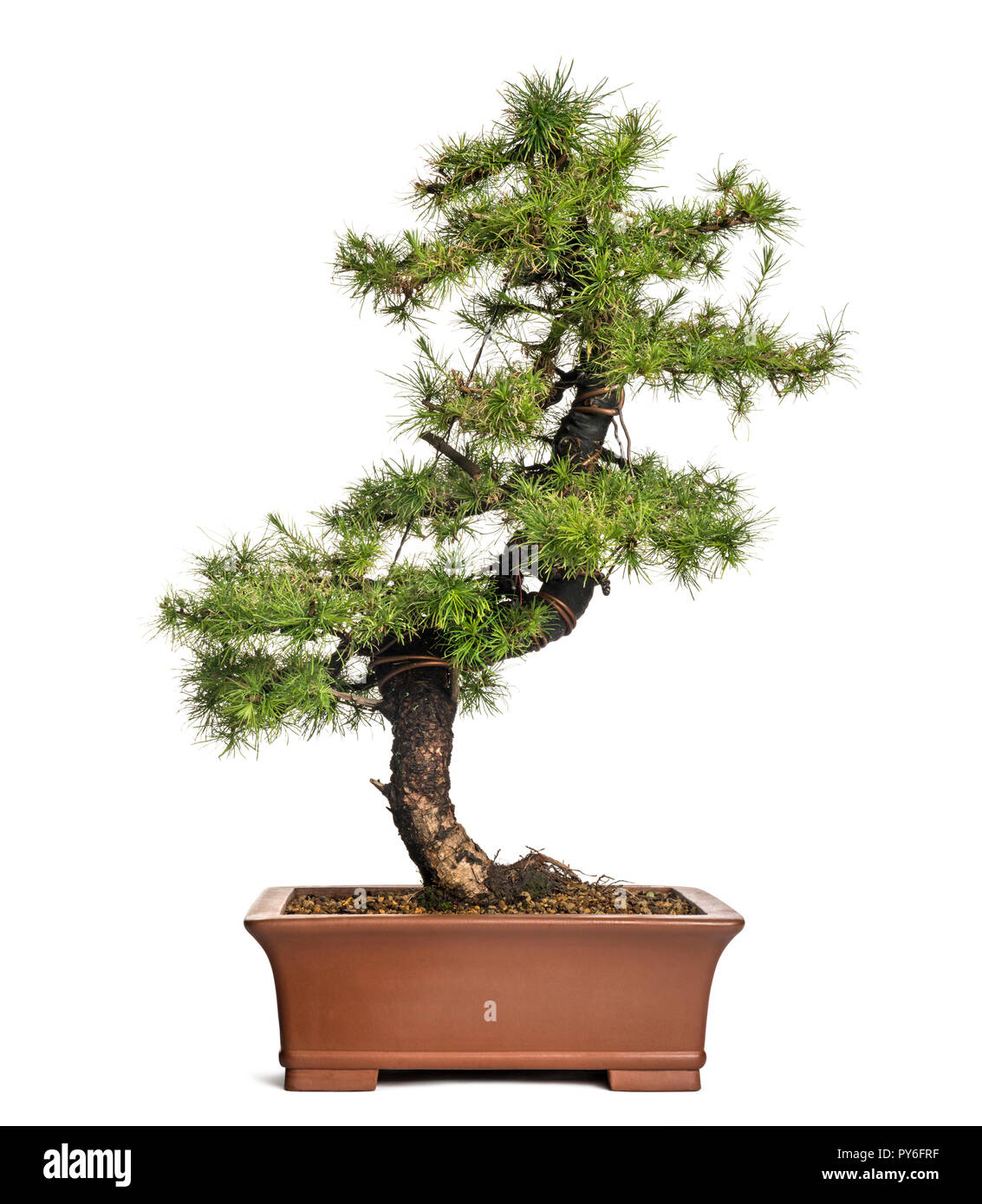 Bonsai japanese larch Cut Out Stock Images & Pictures Alamy