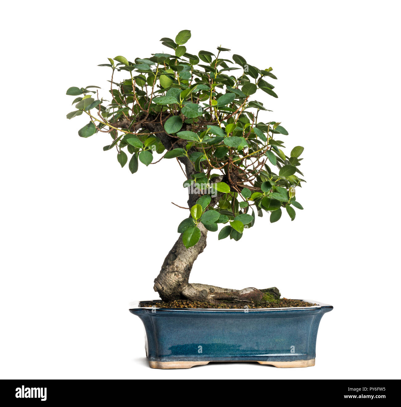 Ficus panda bonsai tree, ficus retusa, isolated on white Stock Photo